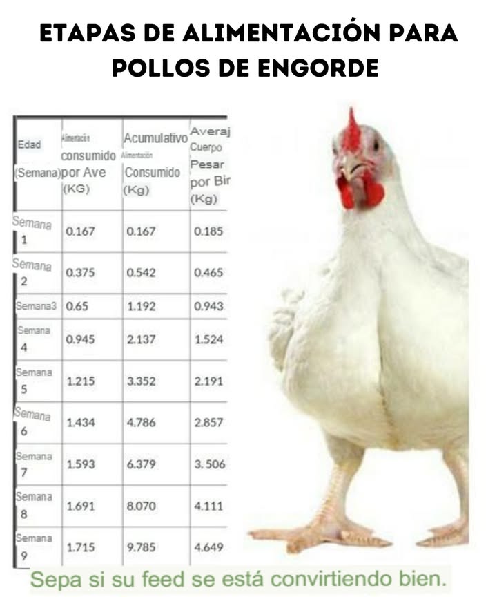 Etapas de alimentación para pollos de engorde 
Si quieres lograr pollos grandes y saludables en 45 días, es fundamental seguir las etapas de alimentación adecuadas. Aquí te explicamos cada una:
Etapa Preinicio Día 1-7 
Durante la primera semana, los pollitos necesitan un alimento altamente energético y rico en proteínas 22-24% para desarrollar un buen sistema digestivo e inmunológico. Proporciónales agua limpia y templada junto con alimento en pequeñas cantidades varias veces al día.
Etapa de Inicio Día 8-21 
En esta fase, los pollos necesitan una dieta con un 20-22% de proteína para fomentar el crecimiento muscular. Asegúrate de que el alimento sea de fácil digestión y complementa con vitaminas y minerales. Mantén siempre el agua fresca y limpia.
Etapa de Engorde o Crecimiento Día 22-35 
Aquí los pollos comienzan a ganar peso rápidamente. La proteína debe mantenerse en 18-20%, y el alimento debe incluir grasas saludables para mejorar la conversión alimenticia. En esta etapa, el consumo de agua aumenta considerablemente.
Etapa de Finalización Día 36-45 
Durante la última fase, los pollos deben recibir un alimento con menor contenido proteico 16-18% y más energía para mejorar la calidad de la carne. Es importante reducir el estrés y asegurar un ambiente limpio y cómodo.
Siguiendo estas etapas correctamente, conseguirás pollos grandes y saludables en solo 45 días. Una alimentación adecuada marca la diferencia!