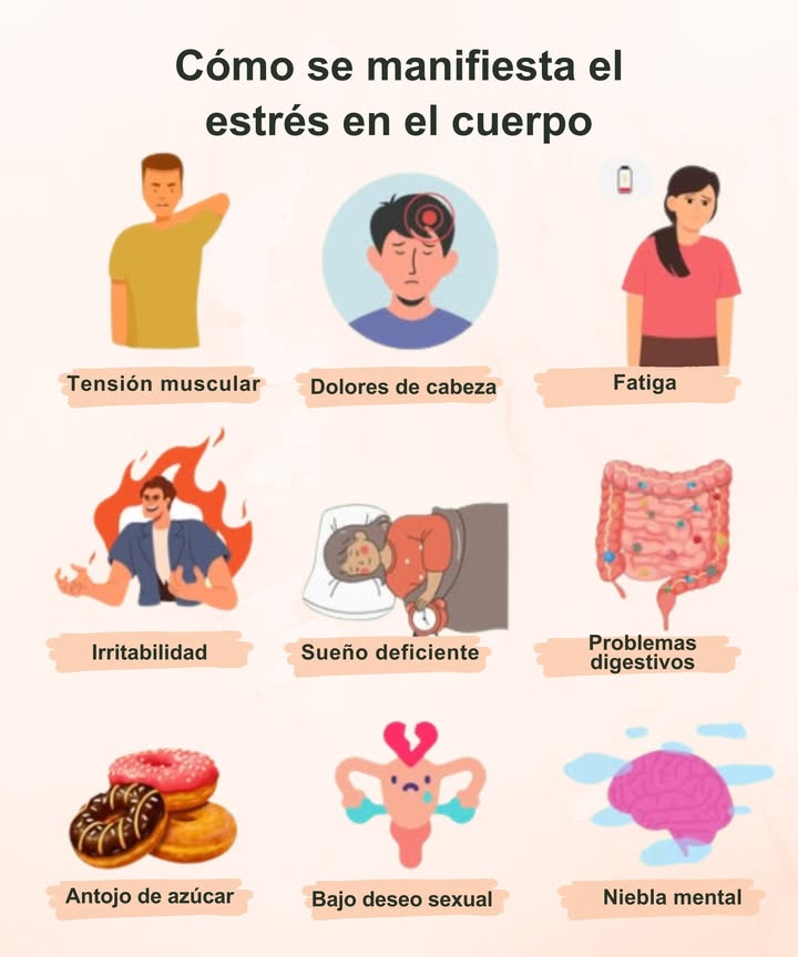 Cómo se manifiesta el estrés en el cuerpo

 Tensión muscular  rigidez en cuello, hombros o espalda.
 Dolores de cabeza  presión constante o migrañas recurrentes.
 Fatiga  sensación de agotamiento incluso después de dormir.
 Irritabilidad  cambios de humor y menor tolerancia.
 Sueño deficiente  dificultad para conciliar o mantener el sueño.
 Problemas digestivos  acidez, estreñimiento o diarrea.
 Antojo de azúcar  deseo de alimentos dulces por el cortisol alto.
 Bajo deseo sexual  disminución del interés o energía íntima.
 Niebla mental  dificultad para concentrarse o recordar.