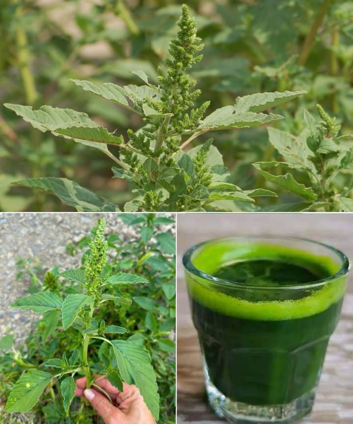 La joya oculta del jardín: el amaranto, mucho más que una simple maleza.
Rústico, adaptable y lleno de nutrientes, este vegetal humilde es una auténtica fuente de salud que muchos pasan por alto. Sus hojas y semillas concentran vitaminas, minerales, antioxidantes y proteínas que transforman cualquier plato en un alimento funcional.

 10 beneficios poderosos del amaranto

 Huesos fuertes
Calcio abundante que mantiene la estructura ósea y ayuda a prevenir la osteoporosis.

 Corazón protegido
Fibra, antioxidantes y potasio que regulan la presión arterial, reducen colesterol y ayudan al buen funcionamiento cardíaco.

 Prevención de la anemia
Rico en hierro, esencial para formar hemoglobina y elevar los niveles de energía.

 Sistema inmune reforzado
Vitamina C que impulsa las defensas naturales del cuerpo frente a infecciones.

 Visión saludable
Vitamina A y betacaroteno que cuidan los ojos y previenen problemas como la ceguera nocturna.

 Proteína vegetal completa
Las semillas contienen aminoácidos esenciales; un aliado perfecto para dietas vegetarianas o veganas.

 Digestión equilibrada
Fibra que mejora el tránsito intestinal, alimenta la microbiota y estabiliza el azúcar en sangre.

 Acción antiinflamatoria natural
Componentes bioactivos que ayudan a reducir la inflamación en articulaciones y tejidos.

 Poder antioxidante
Flavonoides y ácidos fenólicos que combaten el estrés oxidativo y reducen el riesgo de enfermedades crónicas.

 Nutriente en cada hoja
Vitaminas A, C, K, hierro, calcio, magnesio y potasio en una sola planta resistente y fácil de cultivar.

綾 Cómo usar el amaranto en la cocina

 Hojas jóvenes en ensaladas para un toque fresco y nutritivo.
 Salteado o al vapor, igual que las espinacas, con ajo y aceite de oliva.
 Añadido a sopas y guisos para enriquecer sabor y nutrientes.
 En batidos, combinado con frutas para un refuerzo vitamínico.
 Semillas cocidas como la quinoa, o molidas para pan, galletas y masas.

 Precauciones esenciales

El amaranto es muy nutritivo, pero algunas especies contienen oxalatos, que pueden afectar a personas con tendencia a cálculos renales. Consumir con moderación y asegurarse de que provenga de zonas libres de pesticidas.

 Un tesoro que crece solo

Verlo como maleza es perder una oportunidad: es un vegetal completo, resistente y con un valor nutricional excepcional. Incorporarlo a tus platos es una manera sencilla de enriquecer la dieta y aprovechar un recurso natural que muchos desechan sin saber lo que vale.