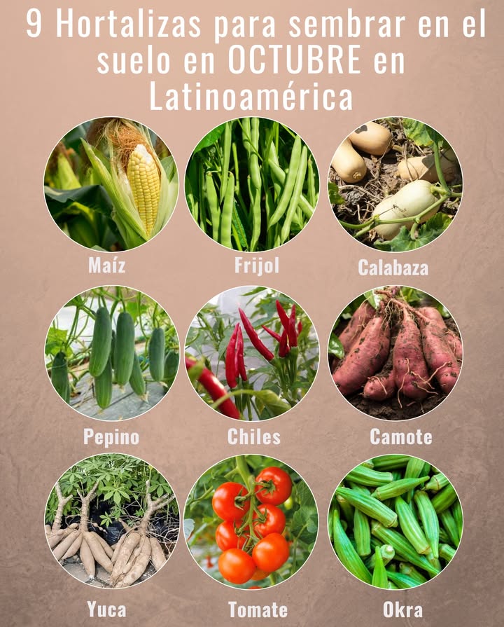 凌 9 Hortalizas para sembrar en el suelo en OCTUBRE en Latinoamérica 凌

 Maíz  Se adapta a suelos cálidos, base de muchos huertos tradicionales.
 Frijol  Trepador o de mata baja, muy productivo en climas templados y tropicales.
 Calabaza  Resistente al calor, crece bien en suelos amplios y soleados.
 Pepino  Prefiere calor y humedad, ideal para huertos familiares.
 Ajíes y chiles  Prosperan en altas temperaturas, cosechas abundantes.
 Camote batata  Tubérculo nutritivo, tolera suelos pobres y sequía moderada.
 Yuca mandioca  Cultivo tropical resistente, clave en muchas zonas rurales.
 Tomate  Se desarrolla bien en climas cálidos si recibe buen riego y tutorado.
 Okra quimbombó  Muy adaptada a calor intenso, ideal en regiones tropicales.