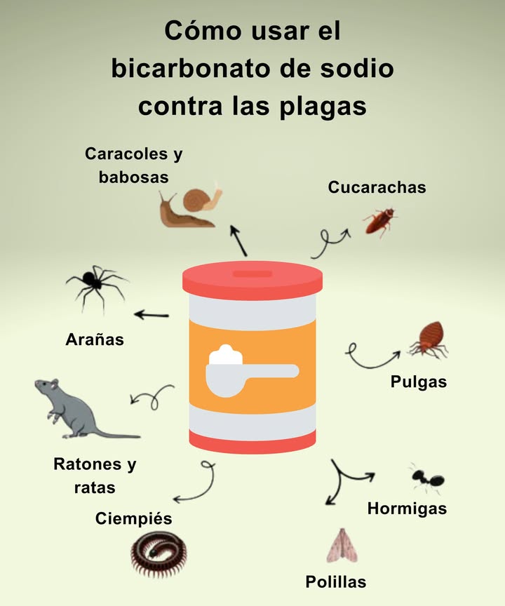 Usar bicarbonato de sodio contra las plagas 聯

荒 Cucarachas
Mezcla bicarbonato y azúcar a partes iguales.
Espolvorea detrás de los electrodomésticos y a lo largo de los zócalos.

裂 Pulgas
Mezcla bicarbonato y sal.
Espolvorea sobre alfombras y camas de mascotas, deja actuar y luego aspira.

 Hormigas
Mezcla bicarbonato y azúcar glas.
Espolvorea cerca de las zonas de paso.

曆 Polillas
Coloca una caja abierta con bicarbonato dentro de los armarios o roperos.

 Ratones y ratas
Mezcla bicarbonato con harina.
Coloca el preparado cerca de los agujeros o rastros de paso.

 Arañas
Rocía una solución de bicarbonato diluido en agua en esquinas y grietas.

 Caracoles, babosas y ciempiés
Espolvorea directamente sobre las zonas infestadas para deshidratarlos de forma natural.

 Consejo ecológico
Inofensivo para niños y animales, el bicarbonato es una alternativa natural a los productos químicos.

 Un aliado sencillo, económico y eficaz para un hogar sano y libre de plagas.