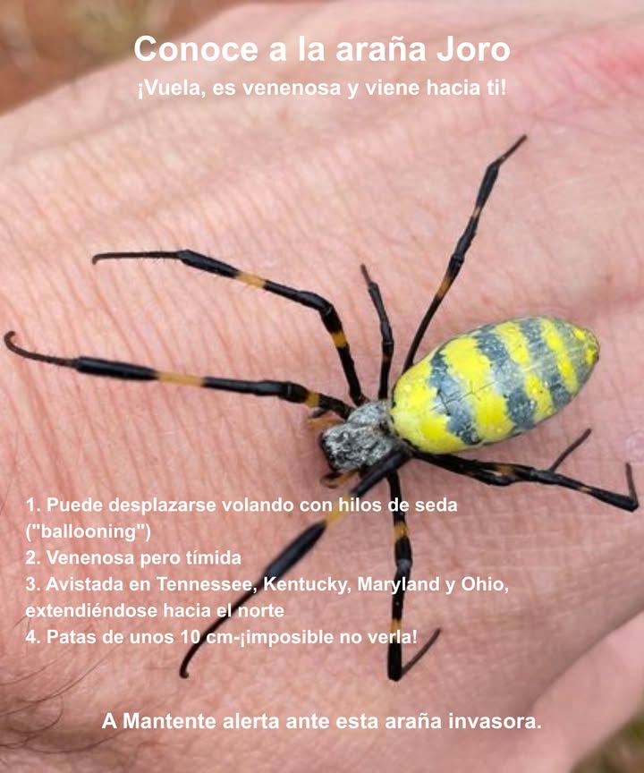 La araña Joro se está extendiendo rápidamente

Esta especie invasora puede volar desplazándose en hilos de seda, viajando kilómetros con el viento.

 Cómo reconocerla:
 Patas largas de hasta 10 cm
 Marcas amarillas y negras brillantes
 Telarañas grandes y altas en árboles, porches y jardines

 Detectada en:
Tennessee  Kentucky  Maryland  Ohio

 Nivel de peligro:
Su veneno no es mortal, pero la picadura puede ser dolorosa y causar irritación.

 Medidas preventivas:
 Revisa muebles de exterior, cobertizos y plantas
 Sacude el equipo antes de guardarlo en casa
 Evita manipularlas directamente

 Vigilar su presencia protege tu hogar y el equilibrio del entorno.