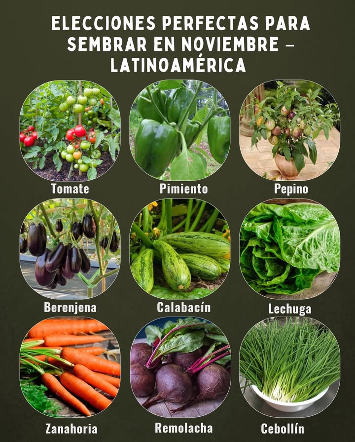 Elecciones perfectas para sembrar en noviembre  Latinoamérica 

 Tomate  ideal para trasplantes en zonas cálidas y templadas, con buena luz solar.
 Pimiento  ama el calor y crece vigoroso en suelos ricos y drenados.
 Pepino  se desarrolla rápido con humedad constante y clima cálido.
 Berenjena  perfecta para regiones soleadas; produce durante meses.
 Calabacín  de crecimiento veloz, excelente para huertos familiares.
 Lechuga  prospera en semisombra; elige variedades adaptadas al calor.
 Zanahoria  resistente y fácil de sembrar directamente en el suelo.
 Remolacha  se adapta bien a climas templados y suelos fértiles.
 Cebollín o cebolla de verdeo  productiva, aromática y de cosecha continua.

 Consejo: Aprovecha las lluvias suaves de noviembre para reducir riegos y mantener el suelo siempre húmedo pero no encharcado.