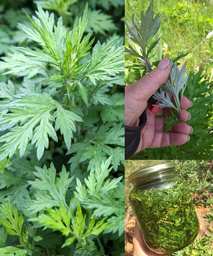 Artemisa Artemisia vulgaris: 20 beneficios sorprendentes y cómo usarla

La artemisa, conocida como la hierba de los sueños, combina propiedades medicinales y calmantes que benefician la digestión, el sueño y el bienestar mental. Cada parte de esta planta versátil ofrece algo valioso para la salud.

 Beneficios principales

Digestión saludable: reduce hinchazón e indigestión.

Alivio de cólicos menstruales: regula y suaviza el flujo.

Bienestar mental: propiedades calmantes para reducir ansiedad.

Sueños lúcidos y reparadores: mejora la calidad del sueño.

Salud respiratoria: alivia tos y afecciones respiratorias.

Desintoxicación hepática: actúa como tónico para el hígado.

Alivio de dolor muscular y articular: propiedades antiinflamatorias.

Refuerzo inmunitario: antioxidantes que fortalecen las defensas.

Digestión óptima: favorece la absorción de nutrientes.

Eliminación de parásitos: apoyo natural contra infecciones intestinales.

Equilibrio hormonal: regula ciclos y hormonas femeninas.

Cuidado de la piel: antibacteriana y antiinflamatoria, útil para acné.

Alivio de migrañas y dolores de cabeza: acción natural y calmante.

Mejora la circulación: favorece la salud cardiovascular.

Estimula el apetito: útil durante recuperación de enfermedades.

Repelente natural de insectos: aroma que ahuyenta mosquitos.

Alivio de resfriados y gripe: propiedades antivirales y antibacterianas.

Favorece la pérdida de peso: estimula el metabolismo y digestión.

Cicatrización de heridas: cataplasmas que aceleran la recuperación.

Control del azúcar en sangre: apoyo natural para la diabetes.

 Formas de uso

Infusión: hojas secas en agua caliente, ideal antes de dormir o comidas.

Tintura: pequeñas dosis antes de las comidas o para estimular el apetito.

Cataplasma: hojas trituradas para piel, dolor o heridas.

Aceite esencial o infusionado: para masaje, cuidado de piel o aroma calmante.

 Precaución
Evitar durante el embarazo y consultar siempre con un profesional de la salud antes de iniciar un nuevo régimen de hierbas.

La artemisa es un tesoro natural que combina bienestar físico y mental. Una hierba fácil de incorporar a la rutina diaria, en té, aceite, tintura o cataplasma, para disfrutar de sus múltiples propiedades curativas.