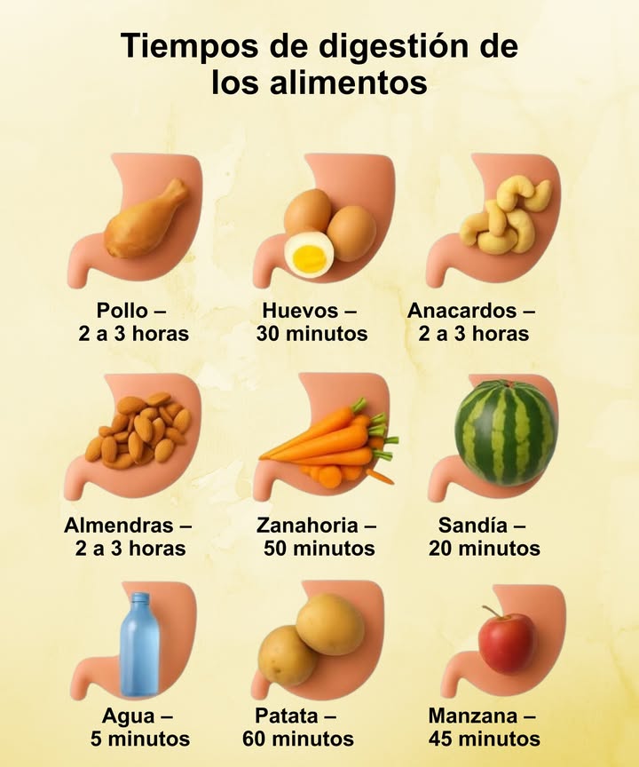 Tiempos de digestión de los alimentos 

 Pollo  2 a 3 horas
讀 Huevos  30 minutos
樂 Anacardos  2 a 3 horas
 Almendras  2 a 3 horas
凌 Zanahoria  50 minutos
 Sandía  20 minutos
 Agua  5 minutos
凜 Patata  60 minutos
 Manzana  45 minutos