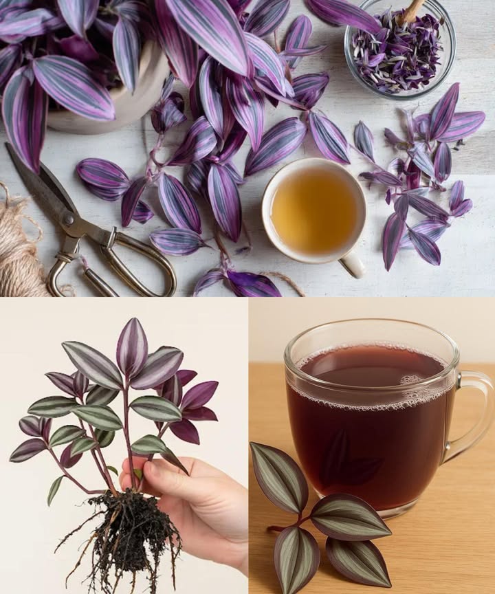 Tradescantia zebrina: La colorida sanadora oculta a plena vista

La Tradescantia zebrina, también llamada planta pulgada o planta errante cebra, destaca por sus hojas moradas, verdes y plateadas. Más que una decoración, posee un legado de curación tradicional y beneficios ambientales, revelando su potencial oculto incluso en los espacios más simples.

 Una planta que prospera en cualquier lugar
Originaria de América Central y del Sur, se adapta a interiores de todo el mundo. Crece rápido, enraíza desde casi cualquier esqueje y llena macetas o cestas colgantes en semanas. Su durabilidad la hace ideal para principiantes y amantes de las plantas.

 Beneficios tradicionales y naturales

Antiinflamatorio: hojas que calman enrojecimiento e inflamación leves.

Antibacteriano: extractos que ayudan a limpiar pequeñas heridas.

Antioxidante: pigmentos morados combaten el estrés oxidativo.

Cicatrización: savia aplicada sobre rasguños y picaduras.

Confort respiratorio: infusiones suaves para aliviar garganta y tos.

Refrescante: hojas trituradas aportan sensación revitalizante sobre la piel.

Mejora del estado de ánimo: colores vibrantes y crecimiento rápido alegran el espacio.

Purificación del aire: absorbe toxinas y renueva el ambiente interior.

 Usos en el hogar y jardín

Ambientador natural: macetas cerca de ventanas y escritorios.

Remedios caseros: pasta de hojas para piel irritada o heridas menores.

Infusiones suaves: hojas secas en agua tibia para bienestar general.

Potenciador de compost: follaje rápido para enriquecer la materia orgánica.

Paisajismo decorativo: cubierta vegetal con toques púrpura y plata.

 Cuidados esenciales

Luz: brillante e indirecta para hojas vibrantes.

Riego: mantener tierra húmeda, evitar encharcamientos.

Propagación: esquejes en agua o tierra, enraizan en días.

Temperatura: 1825 C.

 Un símbolo vivo de equilibrio
Fuerte y delicada, sencilla pero poderosa, la Tradescantia zebrina ofrece color, vida y un recordatorio de que incluso las plantas más humildes pueden tener un poder oculto.

 Descargo de responsabilidad
Uso tradicional no confirmado clínicamente. Manipular con cuidado; evitar ingestión sin guía profesional.