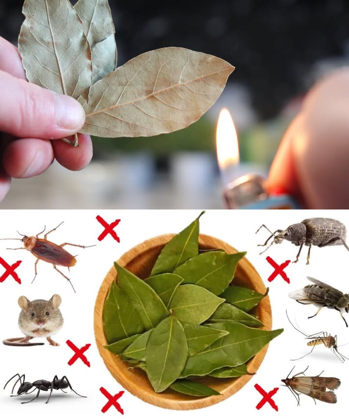 Hojas de laurel: tu aliado natural para mantener el hogar libre de plagas   

Sabías que el laurel es más que un ingrediente estrella en la cocina? También es un potente repelente natural, gracias a su aroma rico en eugenol y linalool. Dile adiós a los insectos sin químicos tóxicos!  

荒 Cucarachas:  
Coloca hojas enteras o trituradas debajo de fregaderos, en rincones y detrás de los electrodomésticos. Cámbialas cada pocos días para garantizar su efectividad.  
烈 Mosquitos:  
Hervir un puñado de hojas en 2 tazas de agua, cuela y utiliza como spray. Rocía tus ventanas, puertas y patios. Refresca y protege al mismo tiempo.  
練 Moscas:  
Coloca hojas cerca de basureros y ventanas. También puedes quemar hojas secas en un recipiente metálico para producir humo disuasorio.  
 Hormigas:  
Tritura las hojas y espárcelas en caminos, grietas o estantes. Esto interrumpe su rastro sin causarles daño.  
 Polillas:  
Llena bolsitas de tela con hojas secas y colócalas en armarios o cajones. Tu ropa no solo olerá bien, sino que estará libre de polillas sin necesidad de naftalina.  
 Gorgojos:  
Coloca 1 o 2 hojas en botes de harina, arroz o avena, así como entre los estantes. Mantén tus alimentos a salvo de intrusos.  
 Ratones:  
Tritura las hojas y ponlas en esquinas oscuras o detrás de muebles. Su olor intenso los mantendrá alejados, sin trampas necesarias.  

 Consejos adicionales:  
 Tritura para liberar más aroma  
 Prefiere hojas secas: duran más y son fáciles de manejar  
 Potencia su efecto combinándolas con clavo, cáscaras cítricas o vinagre  
 El laurel no solo sazona… también protege tu hogar. Natural, sencillo y efectivo.  

Aromatiza y cuida tu espacio con lo que ya tienes en la despensa!   
#LaurelContraPlagas #RemediosNaturales #HogarSinQuímicos