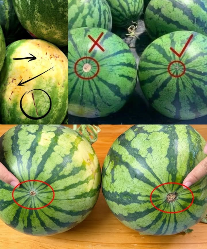 Guía práctica para elegir la sandía perfecta sin fallar!

 Mancha amarilla:
 Prefiere las que tienen una mancha amarilla cremosa, señal de madurez natural.
 Evita las de mancha blanca o muy pálida.

 Cicatrices o webbing:
 Las líneas ásperas en la cáscara indican buena polinización y más dulzura.
 Cuantas más cicatrices, mejor sabor.

 Peso ideal:
 Escoge la más pesada para su tamaño: más agua y azúcar.
 Redondas = más dulces.
 Alargadas = más aguadas.

 Color y forma:
 Cáscara opaca y tono oscuro = madura y lista.
 Brillante = aún verde.
 Forma uniforme, sin golpes ni partes blandas.

 Evita:
 Mancha blanca o muy pequeña.
 Olor raro, textura viscosa o color apagado por dentro.
 Zonas blandas, moho o grietas.

流 Maduración y conservación:
 No maduran fuera de la planta.
 Guárdala entera en el refrigerador hasta 12 semanas.

磊 Variedades sin semilla recomendadas:
 Chiffon, Honeyheart y Summer Breeze.
 Las de Hermiston EE. UU. destacan por su dulzura.

 Cuándo comprar:
 Julio y agosto = temporada perfecta, mejor sabor y precio.
 En invierno, su sabor es más débil, evítalas.

 Consejo final:
Con esta guía elegirás una sandía jugosa, dulce y perfecta para disfrutar del verano.

#GuíaSandía #SandíaPerfecta