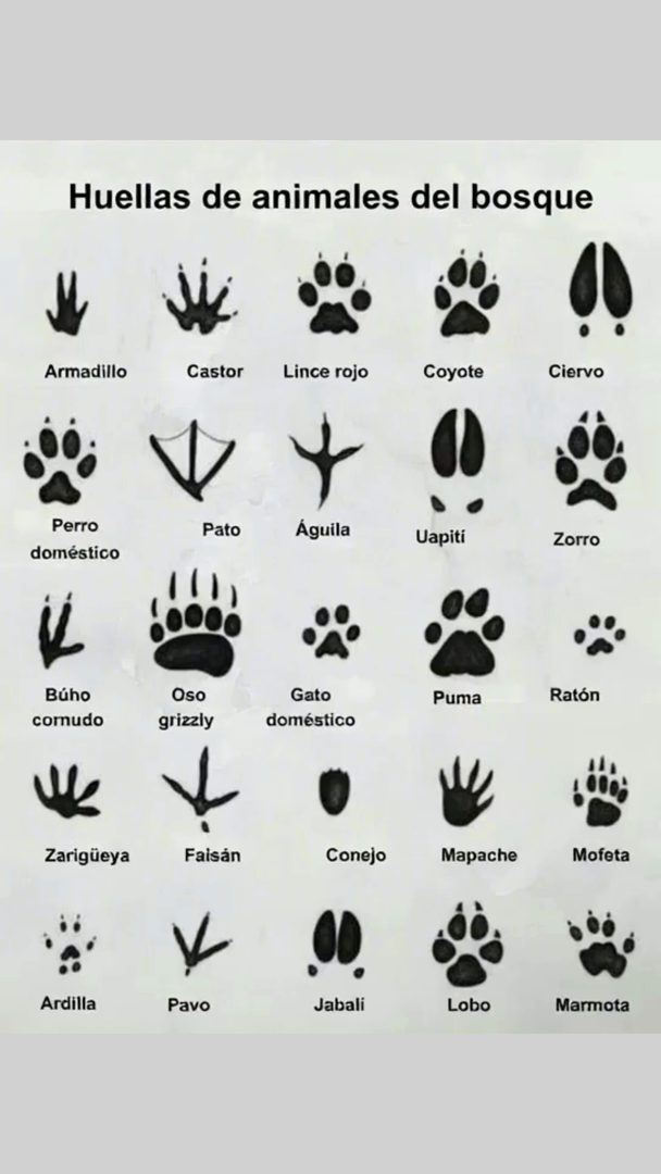 Huellas de animales del bosque 璉 Armadillo Castor Lince rojo Coyote Ciervo Perro doméstico Pato Águila Uapití Zorro 黎 Búho cornudo Oso grizzly Gato doméstico Puma Ratón 劣 Zarigüeya Faisán Conejo Mapache Mofeta Ardilla Pavo Jabalí Lobo Marmota