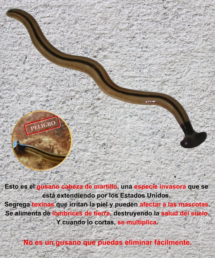 Este es el gusano martillo, una especie invasora que ya se ha detectado en Maine y en varias regiones de Estados Unidos.
 Segrega toxinas que pueden irritar la piel y causar malestar en las mascotas.
 Se alimenta de lombrices de tierra, alterando la salud del suelo y el crecimiento de las plantas.
 Cortarlo no lo mata: cada fragmento puede transformarse en un nuevo gusano.

理 Control seguro:

Usa guantes o una herramienta para colocarlo en una bolsa sellada.

Congélalo durante 48 horas o sumérgelo en agua con jabón hasta que muera.

Desecha en la basura, nunca lo devuelvas al suelo.