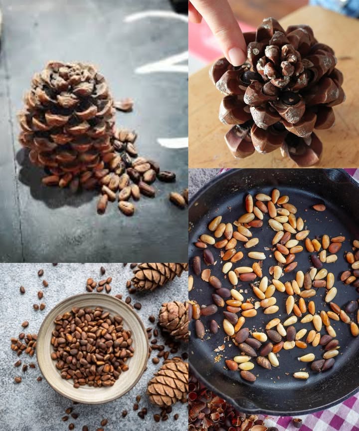 El poder oculto de los piñones: beneficios, valor nutricional y cómo utilizarlos

Los piñones, diminutos pero extraordinarios, han sido apreciados durante siglos por su sabor suave y su capacidad para nutrir el cuerpo desde dentro. Procedentes de las piñas de los pinos, estas semillas color marfil concentran grasas saludables, antioxidantes y minerales esenciales que los convierten en un superalimento natural. Su recolección es laboriosa, pero cada pequeño grano aporta un valor nutricional excepcional.

Por qué los piñones destacan
Ricos en grasas monoinsaturadas, antioxidantes, magnesio, hierro, zinc y vitaminas E, K y del grupo B. Contienen ácido pinolénico, un supresor del apetito natural que favorece la saciedad. Son considerados semillas energéticas por su capacidad para apoyar la energía física, la claridad mental y la salud cardiovascular.

Beneficios más destacados de los piñones

Aumento de energía y reducción de la fatiga gracias a su aporte de hierro, magnesio y grasas saludables.

Fortalecimiento del corazón al mantener niveles equilibrados de colesterol.

Nutrición cerebral gracias a sus antioxidantes, vitamina E y ácidos grasos esenciales.

Saciedad prolongada por el ácido pinolénico, que ayuda a controlar los antojos.

Mejora del aspecto de la piel con vitamina E y antioxidantes que hidratan y reducen la inflamación.

Huesos más fuertes por su contenido en vitamina K, fósforo y magnesio.

Refuerzo inmunitario gracias al zinc, manganeso y antioxidantes.

Digestión más cómoda por sus grasas naturales y fibra moderada.

Regulación del azúcar en sangre al ralentizar la absorción de glucosa.

Reducción del estrés y mejora del estado de ánimo gracias al magnesio.

Crecimiento del cabello más fuerte por vitamina E, zinc y grasas saludables.

Apoyo al equilibrio hormonal en personas activas.

Protección visual a largo plazo gracias a sus antioxidantes.

Control saludable del peso debido a su efecto saciante y energético.

Mejor absorción de vitaminas liposolubles A, D, E y K.

Cómo utilizar los piñones: simple, variado y delicioso

Crudos para un impulso de energía suave y natural.

Tostados ligeramente en sartén para intensificar su aroma y sabor.

Sobre ensaladas para añadir textura y nutrientes.

En batidos para lograr cremosidad y grasas saludables.

En pesto casero, una de las combinaciones más nutritivas y sabrosas.

Como aceite de piñones, un remedio tradicional para la digestión y el cuidado de la piel y el cabello.

En mantequilla casera moliendo piñones tostados hasta obtener una crema suave.

En arroz o pasta para elevar platos simples.

En forma de polvo para espolvorear sobre sopas, gachas o verduras.

En mezclas energéticas junto a frutos secos y chocolate negro.

Precauciones
Consumir con moderación por su densidad calórica. En casos raros puede aparecer boca de pino, un sabor amargo temporal. Las personas sensibles a los frutos secos deben empezar con pequeñas cantidades.

Los piñones, pese a su tamaño, poseen un poder nutritivo enorme. Aportan energía estable, cuidan el corazón, fortalecen huesos, embellecen la piel y potencian el sabor de incontables recetas. Crudos, tostados, en pesto o convertidos en polvo, son una forma deliciosa y poderosa de elevar cualquier alimentación diaria.