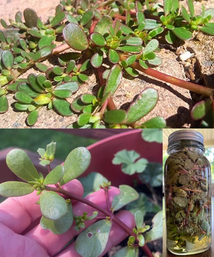 Qué le pasa a tu cuerpo si comes verdolaga todos los días?
La verdolaga  Portulaca oleracea  pasa desapercibida en jardines y aceras, pero es una de las plantas más nutritivas del mundo. Su consumo diario puede transformar tu salud de forma profunda y natural.

1. Refuerzo de omega-3 para el corazón
Una de las pocas plantas ricas en ALA, un tipo de omega-3 similar al del pescado. Ayuda a bajar inflamación, colesterol y riesgo cardiovascular. Un apoyo diario para un corazón fuerte.
2. Piel más firme y luminosa
La combinación de vitaminas A y C impulsa la regeneración celular y la producción de colágeno. Piel más elástica, uniforme y con aspecto joven.
3. Menos inflamación y protección celular
Rica en antioxidantes como vitamina E, betacaroteno y glutatión. Neutraliza radicales libres y aleja enfermedades crónicas asociadas a la inflamación.
4. Visión más protegida
Su alto contenido en betacaroteno, precursor de la vitamina A, cuida la salud ocular y refuerza la visión al envejecer.
5. Aliada natural para bajar peso
Muy baja en calorías, rica en agua y fibra. Mantiene saciedad, controla antojos y aporta energía ligera.
6. Huesos más resistentes
Aporta calcio, magnesio y potasio, minerales esenciales para la densidad ósea y la prevención de la osteoporosis.
7. Digestión más fluida
La fibra y el mucílago mejoran el tránsito intestinal, alivian el sistema digestivo y favorecen una microbiota sana.
8. Apoyo al control de la glucosa
Mejora la sensibilidad a la insulina y contribuye a estabilizar los niveles de azúcar en sangre. Útil para personas con diabetes o prediabetes.
9. Sistema inmunitario más fuerte
Vitaminas A, C y zinc refuerzan defensas, protegen mucosas y ayudan al cuerpo a responder mejor ante infecciones.
10. Hidratación profunda y electrolitos
Con un 90% de agua y minerales clave, ayuda a mantener el equilibrio hídrico y previene la deshidratación.
11. Cerebro más activo y enfocado
Los omega-3 favorecen memoria, concentración y claridad mental, además de proteger contra enfermedades neurodegenerativas.

Cómo añadirla a tus comidas
Cruda en ensaladas, salteada con ajo, en sopas, guisos o batidos. Su toque ácido y salado combina con casi todo.

Conclusión
La verdolaga es una joya nutricional: fortalece corazón, cerebro, piel, huesos, digestión e inmunidad. Incluirla a diario es una forma sencilla y poderosa de elevar tu salud y tu energía de manera natural.