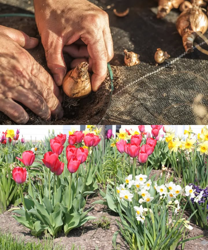 Bulbos de otoño: el detalle que asegura flores perfectas en primavera

 El secreto olvidado
 Tras la compra, deja reposar los bulbos 23 días en lugar fresco y seco 1015 C.
 Espera a que la tierra baje de 12 C antes de plantar.
 Así evitas brotes prematuros y los bulbos concentran su energía en raíces fuertes.

 Ubicación ideal
 Soleado a semisombra.
 Suelo ligero, suelto, rico en humus, bien drenado.
 Protección contra viento y encharcamiento añade arena o grava en suelos pesados.

 Regla de oro para plantar
 Profundidad: 23 veces la altura del bulbo.
 Distancia: 1015 cm tulipanes/narcisos, 58 cm bulbos pequeños.
 Punta hacia arriba, base hacia abajo.
 Planta en nidos de 79 bulbos: floración más abundante y natural.

華 En macetas
 Drenaje al fondo arcilla expandida o grava.
 Sustrato de calidad.
 Proteger del frío intenso: envolver con yute o poliestireno si baja de 10 C.

 Cuidados tras plantar
 Riego inicial y luego dejar a la naturaleza.
 Mantillo de 35 cm hojas, corteza, compost para estabilizar temperatura y humedad.
 Si hay roedores, usar cestas de plantación o malla fina.

 Errores comunes
 Plantar en suelos fangosos o encharcados.
 Enterrar demasiado poco o demasiado profundo.
 Usar estiércol fresco provoca podredumbre.

 Combinaciones ganadoras
 Tulipanes  narcisos con crocus o campanillas  oleadas de floración.
 Perennes bajas como nomeolvides  cubren el follaje marchito tras la floración.

 Después de florecer
 No cortes las hojas hasta que amarilleen por completo: alimentan al bulbo para el próximo año.
 Retira solo las flores secas para que no gasten energía en semillas.

 Plantar con paciencia en otoño = explosión de color en primavera.