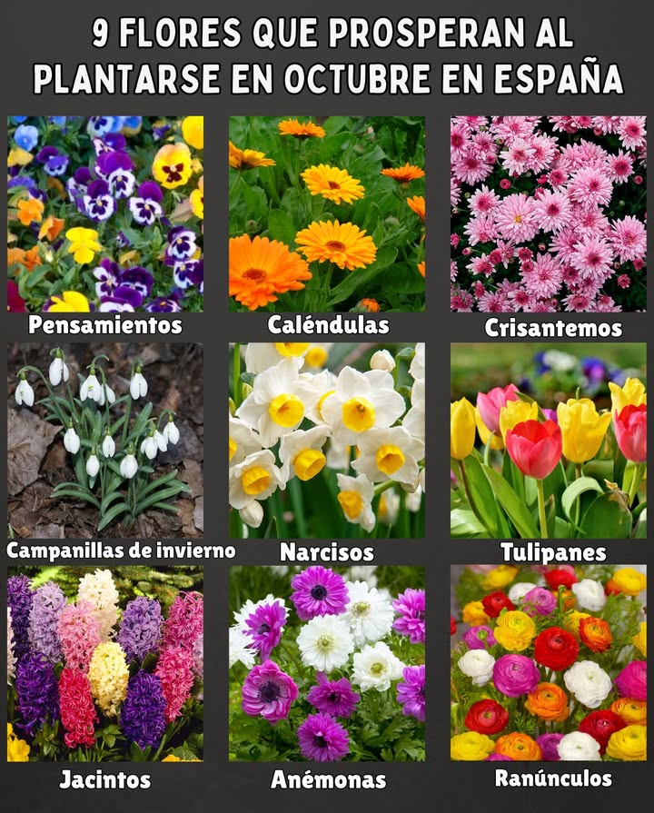 9 Flores que prosperan al plantarse en OCTUBRE en España 

 Pensamientos  resistentes al frío, ideales para macetas y borduras.
 Caléndulas  florecen rápido, aportan color y repelen plagas.
 Crisantemos  protagonistas del otoño, muy decorativos y duraderos.
 Campanillas de invierno  pequeñas, delicadas y perfectas para naturalizar.
 Narcisos  se plantan en otoño para florecer a finales del invierno.
 Tulipanes  clásico de primavera que comienza con la siembra en octubre.
 Jacintos  fáciles de cultivar, con flores muy perfumadas.
 Anémonas  flores vivaces que alegran macizos y rocallas.
 Ranúnculos  de gran colorido y perfectos para flor cortada.