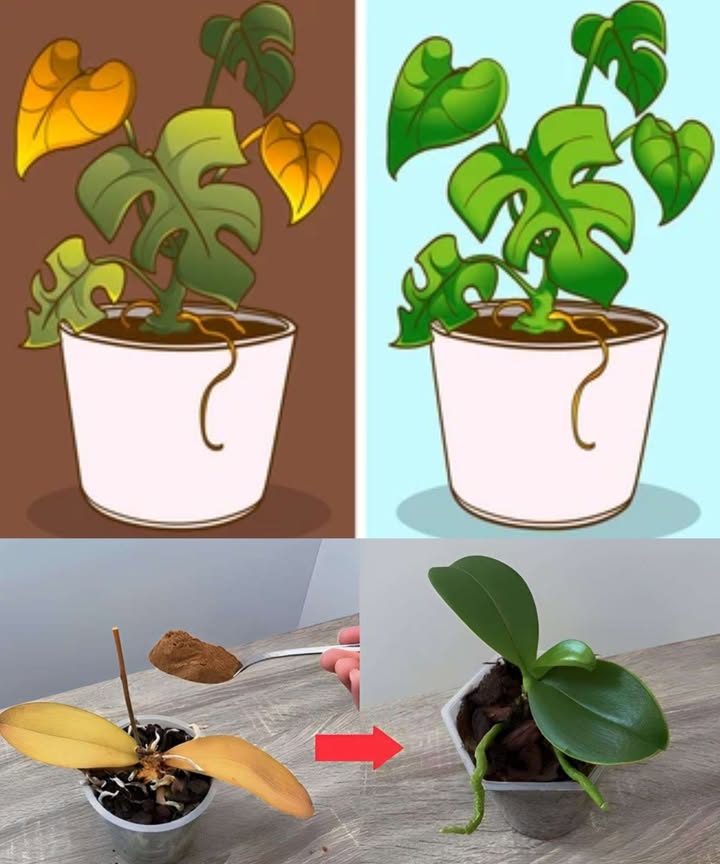 Plantas secas y marchitas: el ingrediente natural que las revive 

 Las hojas secas no siempre indican falta de agua; los hongos pueden estar robando la hidratación.
 La canela en polvo es un remedio natural que elimina hongos y estimula el rebrote.

1 Limpieza inicial
 Retira hojas amarillas o dañadas
 Suspende el riego por unos días
 Espolvorea canela sobre la superficie del sustrato

2 Rehabilitación de raíces
 Saca la planta y limpia cuidadosamente las raíces
 Corta las partes podridas con tijeras limpias
 Prepara un baño: hierve 1 L de agua, añade 1 cda de canela y deja enfriar
 Sumerge las raíces 30 min, manteniendo el tallo seco

3 Trasplante y recuperación
 Planta de nuevo en tierra fresca y bien aireada
 Coloca en un lugar luminoso, sin sol directo
 Reanuda el riego ligero tras 2 días

 La canela actúa como fungicida y antiséptico natural, devolviendo fuerza y vitalidad.
 Un método simple y natural que transforma plantas marchitas en brotes llenos de vida.