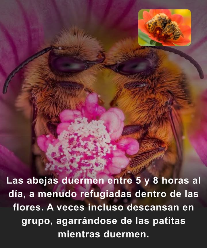 Las abejas parecen trabajadoras incansables, pero estudios muestran que duermen entre 5 y 8 horas al día, a menudo acurrucadas dentro de las flores. Estos refugios les brindan alimento y protección, permitiéndoles recuperar energía tras largas horas de recolección.

 A veces incluso duermen en grupo, sujetándose de las patas para mantenerse unidas. Este comportamiento tierno les da calor, seguridad y conexión.

 Dormir no solo es adorable, también es vital. Las abejas descansadas mejoran en:
 Localizar flores 
 Recordar rutas 吝
 Comunicar a la colmena con su famoso baile del meneo 

Sin el descanso adecuado, su eficacia disminuye y la polinización se resiente. Así que, si ves una abeja dentro de una flor, quizá no esté trabajando: está recargando fuerzas para sostener nuestros ecosistemas y el suministro de alimentos.