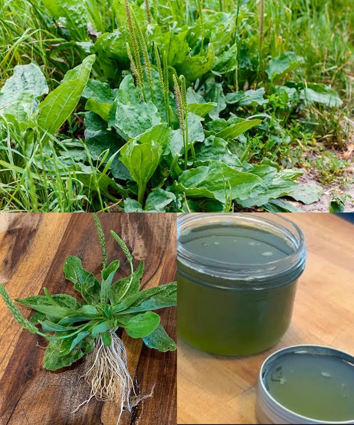 Llantén mayor: la maleza que esconde un botiquín natural completo

El llantén mayor Plantago major pasa desapercibido en jardines y caminos, pero detrás de su aspecto sencillo guarda un poder medicinal inmenso. Durante siglos ha sido una planta clave en la medicina tradicional europea y asiática gracias a su capacidad para calmar, sanar y fortalecer el organismo desde dentro y desde fuera.

Diez beneficios potentes del llantén mayor
 Acción antiinflamatoria que calma articulaciones, intestino y tejidos irritados.
 Cicatrización rápida de heridas, cortes y picaduras al detener el sangrado y evitar infecciones.
 Protección digestiva gracias a su mucílago, ideal para gastritis, úlceras y SII.
 Alivio respiratorio al disolver mucosidad y despejar vías aéreas en tos y bronquitis.
 Defensa antimicrobiana frente a bacterias, virus y hongos.
 Aporte de vitaminas A, C y K, además de calcio y hierro.
 Cuidado de la piel afectada por acné, eccema o psoriasis.
 Efecto analgésico natural para dolores de cabeza, muelas o cólicos.
 Ayuda en la regulación del azúcar en sangre.
 Acción depurativa que favorece la función hepática y renal.

Formas prácticas de usarlo cada día
 Té reconfortante: 12 cucharaditas de hojas secas en agua hirviendo durante 1015 minutos. Hasta tres tazas al día.
 Ungüento reparador: hojas infusionadas en aceite de oliva, mezcladas luego con cera de abeja para cortes y picaduras.
 Cataplasma fresco: hojas machacadas aplicadas directamente sobre irritaciones o heridas.
 Hojas comestibles: tiernas y crudas en ensaladas o cocinadas como verduras.
 Tintura concentrada: hojas picadas maceradas en alcohol durante varias semanas, unas gotas al día.

El llantén es una joya humilde que fortalece el sistema digestivo, protege la piel, mejora la respiración y acelera la curación natural. Incorporarlo a la rutina es como añadir un pequeño botiquín verde a la vida diaria.

Nota importante
Aunque suele ser seguro, puede causar alergias en personas sensibles. Es recomendable probar primero en la piel y consultar con un profesional antes de usarlo internamente si estás embarazada, en lactancia o tomando medicamentos.