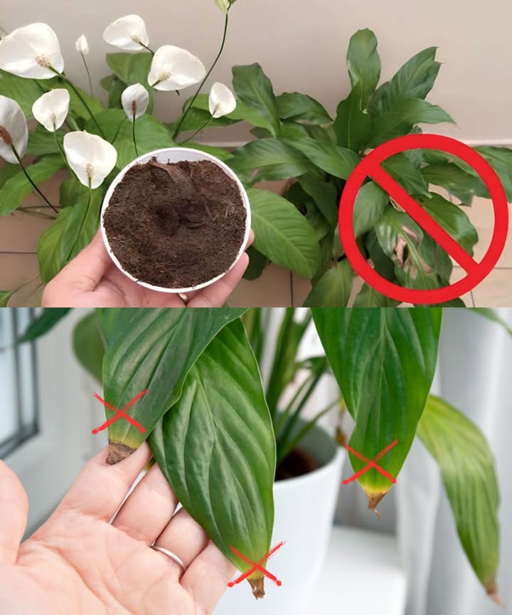 Lirio de la paz: consejos para mantenerlo saludable y floreciente

El lirio de la paz, conocido como spathiphyllum, es una planta elegante que purifica el aire, ideal para interiores cuando recibe el cuidado adecuado.

Cuidados esenciales:
 Ubícalo en un lugar cálido y húmedo, alejado de corrientes de aire.
 Mantén la tierra ligeramente húmeda, evitando el exceso de agua.
 Rocía agua sobre las hojas diariamente para prevenir que se sequen.
 Aplica abono natural o sustrato fértil 12 veces al mes para alimentar la planta.
 Utiliza una maceta de al menos 8 litros para permitir espacio a las raíces.
 Retira las hojas marchitas para fomentar nuevos brotes.

Condiciones ideales:
 Luz abundante sin exposición directa al sol.
 Temperatura óptima: 22 C.
 Protégele del frío durante el invierno.

 Con estos sencillos cuidados, tu lirio de la paz se mantendrá vigoroso, con hojas verdes y elegantes flores durante todo el año.