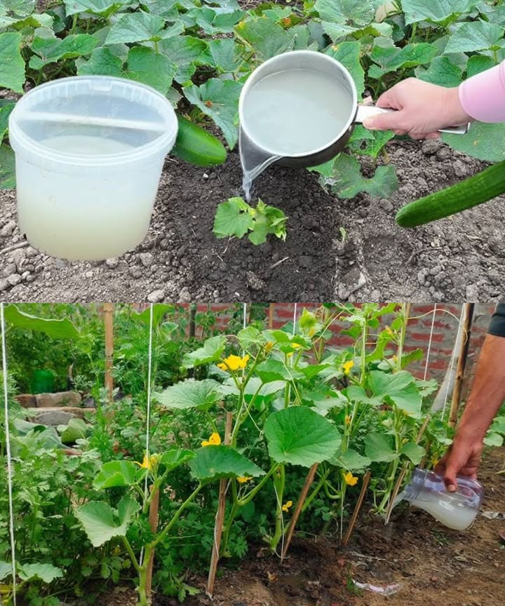 Fertilizante casero de levadura para cosechas abundantes! 勒

Ingredientes:
 1 puñado de azúcar blanca o morena  
 20 g de levadura seca  
 68 L de agua tibia  

Preparación:
1 En un balde, mezcla el azúcar con la levadura.  
2 Agrega el agua tibia y revuelve bien.  
3 Deja reposar durante 2 horas.  
4 Agita nuevamente y usa de inmediato.  

Aplicación:  
 Riega directamente tus verduras y hortalizas.  
 Prepara la mezcla fresca cada vez para obtener la máxima efectividad.  

Beneficios:  
 Enriqueces el suelo con vitaminas y minerales.  
 Estimula microorganismos beneficiosos.  
 Aporta vitamina B para hojas verdes y saludables.  
 Mejora la floración y el tamaño de los frutos.  
 Resultados visibles en pocas aplicaciones.  

Recomendación:  
 Aplica de 2 a 3 veces por temporada, especialmente en verano.  
 Puedes usar levadura seca o fresca.  

 Un jardín más fértil, plantas vigorosas y cosechas abundantes gracias a un simple impulso de levadura.  
#HuertoOrgánico #FertilizanteNatural #JardineríaCasera