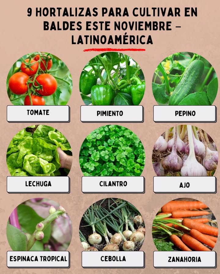 9 Hortalizas para cultivar en baldes este NOVIEMBRE  Latinoamérica 

 Tomate: necesita sol directo y riegos regulares; ideal para climas cálidos o templados.

𣏕 Pimiento: crece bien en baldes medianos y responde excelente al calor.

勒 Pepino: elige variedades compactas y guía las ramas con tutores o cuerdas.

塞 Lechuga: prospera rápido con sombra ligera en zonas muy calurosas.

 Cilantro: perfecto para cultivar en baldes profundos; requiere humedad constante.

龍 Ajo: en regiones templadas o frescas, planta ahora para cosechar en unos meses.

 Espinaca tropical o malabar: resistente al calor y muy productiva.

暈 Cebolla: prefiere sol pleno y buen drenaje; siembra en baldes medianos.

凌 Zanahoria: usa baldes profundos y tierra suelta; ideal para zonas templadas.

 Perfecto para terrazas, patios y balcones soleados.
 Huerto fresco, productivo y listo para cosechar durante todo el verano.