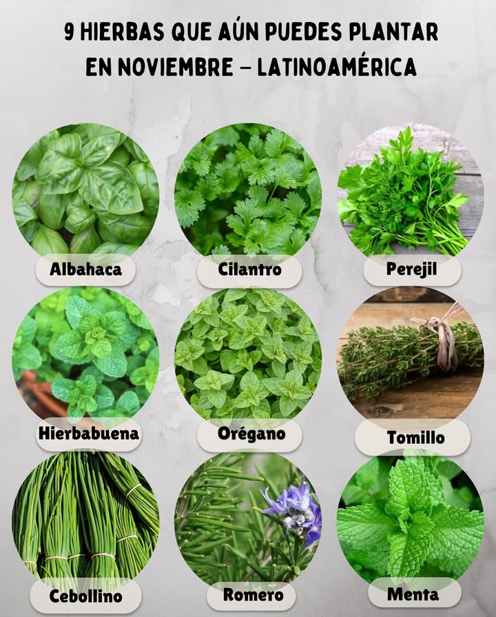 9 Hierbas que aún puedes plantar en noviembre  Latinoamérica 

 Albahaca: Ama el calor y el sol directo; perfecta para terrazas o balcones.
 Cilantro: Germina rápido y crece mejor en climas templados o ligeramente frescos.
 Perejil: Se adapta a casi cualquier clima y produce hojas tiernas todo el año.
 Hierbabuena: Ideal para zonas cálidas y húmedas; crece con fuerza y aroma intenso.
 Orégano: Prefiere sol pleno y suelo bien drenado, muy resistente en zonas secas.
 Tomillo: Se desarrolla bien en macetas, tolera el calor y poca agua.
 Cebollino: Rápido y fácil de cultivar, perfecto para huertos urbanos.
 Romero: De bajo mantenimiento, prospera con calor y resiste sequías.
 Menta: Ideal para climas tropicales; mantenla en maceta para controlar su expansión.

 Consejo: Usa sustrato suelto y aireado, riega con moderación y colócalas donde reciban al menos 5 h de sol diario.