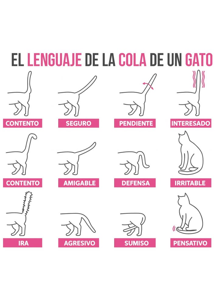 El lenguaje de la cola de un gato 

Cada movimiento de la cola de un gato revela su estado emocional y su forma de comunicarse con nosotros.
 Una cola erguida indica confianza y felicidad.
 Si se mueve lentamente de un lado a otro, muestra interés o atención.
 Una cola inflada o arqueada refleja miedo o ira, mientras que una baja y rígida puede señalar sumisión o inseguridad.
 Cuando la mueve suavemente mientras está sentado, está pensativo o relajado.

Observar estos pequeños gestos ayuda a comprender mejor a los gatos y fortalecer el vínculo con ellos. 

#Gato #ComunicaciónFelina  #GatosDeInstagram