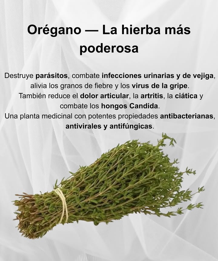 Orégano  La Hierba Más Poderosa 

 Propiedades medicinales excepcionales:
Destruye parásitos y combate infecciones urinarias y de vejiga.
Alivia los granos de fiebre y los virus de la gripe.
Reduce el dolor articular, la artritis y la ciática.
Elimina los hongos Candida y refuerza las defensas naturales.

 Poder curativo natural:
El orégano es una planta con potentes propiedades antibacterianas, antivirales y antifúngicas.

 Una hierba esencial en tu botiquín verde y en tu cocina saludable.