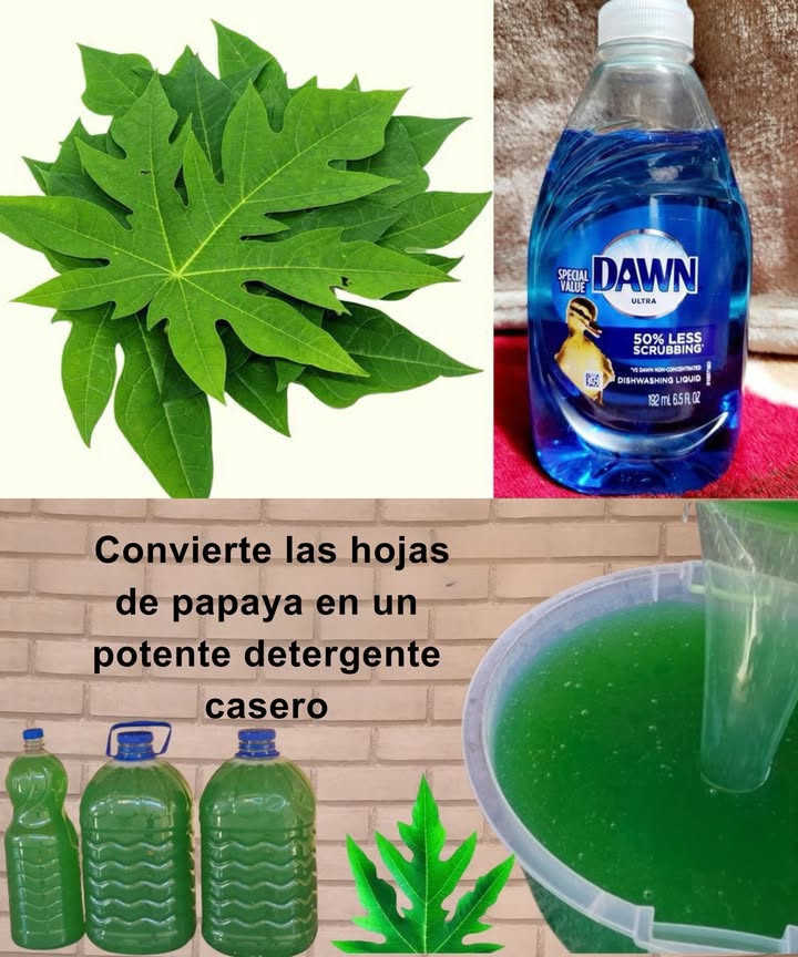 Convierte las hojas de papaya en un potente detergente casero

Los costos del hogar aumentan y cada alternativa natural que funcione se vuelve un tesoro. Las hojas de papaya, ricas en enzimas limpiadoras, pasan de desecho a ingrediente principal de un detergente espeso, espumoso y sorprendentemente eficaz.
La papaína de las hojas descompone grasa y residuos difíciles. En muchos hogares tradicionales se usan desde hace décadas por su poder limpiador, y combinadas con ingredientes simples se transforman en un aliado económico y sostenible.

 Ingredientes
 3 hojas frescas de papaya picadas
 1 l de agua para licuar
 2 l de agua para diluir
 2 cucharadas de sal
 2 cucharadas de bicarbonato
 200250 ml de detergente líquido comercial
 Colador, paño fino, licuadora y botellas limpias
 Preparación
Licuar las hojas con 1 l de agua hasta obtener un líquido verde uniforme.
Colar con paño fino para eliminar fibras.
Diluir con 2 l de agua.
Añadir sal y bicarbonato y mezclar.
Incorporar el detergente comercial poco a poco, removiendo hasta lograr una consistencia espesa y espumosa.
Envasar en botellas limpias; rinde unos 4 l y se conserva hasta 2 meses en lugar fresco y seco.
什 Uso
Ideal para platos, superficies grasosas, paños y limpiezas generales. Produce espuma abundante, elimina manchas y deja un aroma fresco y natural.
 Un truco extra
Para limpiar la licuadora tras usar hojas de papaya, llenarla con agua y añadir un chorrito de vinagre. Dejar reposar unas horas y quedará libre de olores.
Una forma práctica de aprovechar recursos naturales, reducir químicos y ahorrar sin perder eficacia en la limpieza.