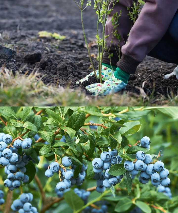 𢡄 El secreto para tener arándanos abundantes: suelo ácido y buen comienzo

Alimenta el arbusto al plantarlo y baja el pH en profundidad.

Con el suelo correcto y un buen mantillo, podrás cosechar kilos de fruta incluso en poco espacio.

 Por qué el otoño es el mejor momento
De septiembre a noviembre, los arándanos desarrollan nuevas raíces sin gastar energía en brotes.
El resultado: raíces fuertes, menos estrés y floración temprana en primavera.

 Ubicación ideal
Pleno sol 68 h diarias, sitio protegido del viento y con humedad constante, sin encharcar.
Evita depresiones con heladas; una ligera pendiente es perfecta.
 El riego por goteo mantiene la humedad sin mojar hojas ni frutos.

 El pH es la clave del éxito 3,54,8
El suelo común pH 67 es demasiado alcalino.
Baja el pH con:

Turba ácida como base.

Arena fina para airear.

Corteza o aserrín de pino para mantener la acidez.

Azufre elemental 1020 g para acidificación lenta.

Sulfato de amonio solo en primavera, en pequeñas dosis.

 Mezcla perfecta para el hoyo 6080 cm Ø  4050 cm h
3 partes de turba ácida  1 parte de arena  1 parte de corteza de pino.
Añade zeolita y una pizca de azufre.
Humedece hasta que quede como una esponja escurrida.
 Consejo: en suelos pesados, coloca 58 cm de grava en el fondo para evitar agua estancada.

 Plantación correcta

Distancia: 1,21,5 m entre arbustos y 22,5 m entre hileras.

Afloja el cepellón antes de plantar.

Profundidad: igual o 35 cm más baja que en el contenedor.

 Mantillo protector 710 cm
Usa corteza de pino, piñas o turba ácida.
Conserva la humedad, regula la temperatura y evita malezas.
 Antes del invierno, aumenta a 1215 cm para proteger raíces jóvenes.

 Riego y cuidados iniciales
Riega 2 veces por semana 812 l con agua blanda o de lluvia.
No uses nitrógeno en otoño; empieza en primavera con sulfato de amonio.
Verifica el pH cada 34 semanas y renueva el mantillo si sube.

泥 Protección invernal
Cubre con más mantillo y, en zonas frías, con tela blanca no tejida sobre estacas.
Evita el viento y riega antes de que el suelo se seque completamente.

 Mini trucos que marcan la diferencia

Añade micorrizas para arándanos al plantar.

Planta varias variedades para mejorar la polinización.

Instala riego por goteo bajo el mantillo.

Si el suelo es calcáreo, usa contenedores de 6090 l con mezcla ácida.

 Errores comunes

pH alto: hojas pálidas  añade turba o azufre.

Exceso de agua: raíces oscuras  mejora drenaje.

Sequedad bajo el mantillo: revisa la humedad real.

Nitrógeno en otoño: tejidos blandos  espera a la primavera.