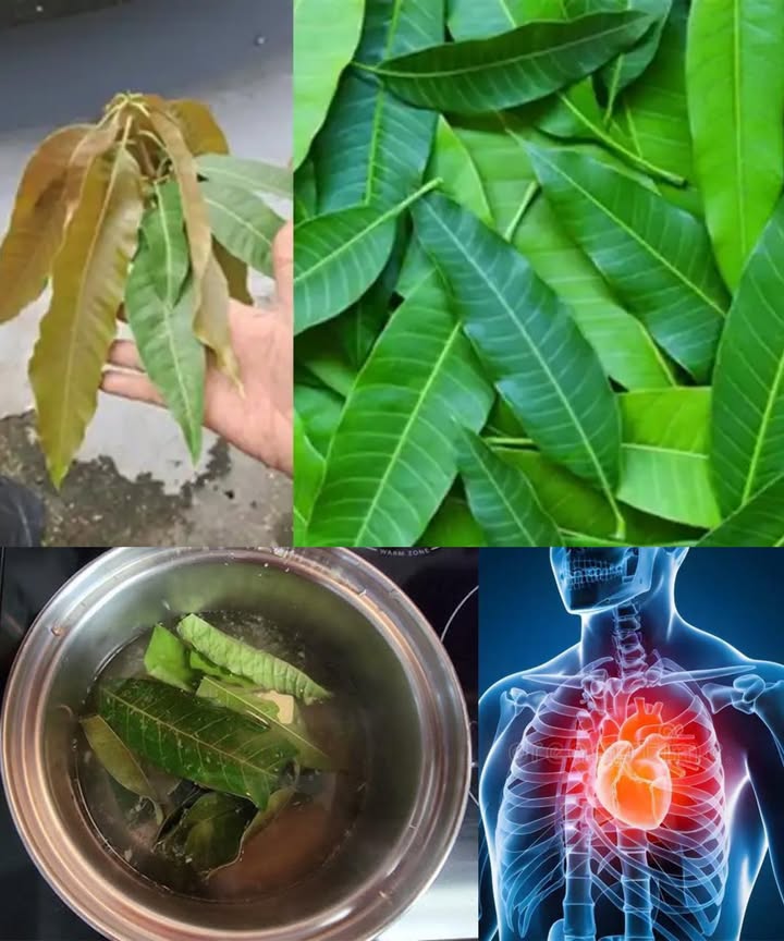 省 El poder oculto de las hojas de mango: 30 beneficios y usos caseros

Las hojas de mango son un tesoro olvidado de la medicina natural.

Ricas en antioxidantes, minerales y compuestos activos, ofrecen beneficios para todo el cuerpo: desde la piel y el corazón hasta la mente y el sueño.

 Principales beneficios

 Salud general

Ricas en polifenoles y antioxidantes, combaten radicales libres.

Favorecen la circulación y la salud cardíaca.

Regulan el azúcar en sangre y estimulan la producción de insulina.

Reducen el colesterol malo y fortalecen el corazón.

Ayudan a la digestión, alivian diarrea y calambres.

Desintoxican riñones e hígado, limpiando el organismo.

 Sistema respiratorio y energía

Calman asma, tos y bronquitis.

Combaten la fatiga y el insomnio, aportando energía natural.

Mejoran la concentración y memoria.

 Cuidado de la piel y el cabello

Propiedades antibacterianas y antifúngicas contra acné, irritaciones y hongos.

Favorecen el crecimiento del cabello y fortalecen el cuero cabelludo.

Aportan efecto antienvejecimiento, manteniendo la piel firme y luminosa.

領 Salud interna y bienestar

Alivian dolores menstruales y articulares.

Ayudan a disolver cálculos renales.

Previenen úlceras y obesidad.

Favorecen el equilibrio del pH corporal.

Contienen vitamina A y C para vista e inmunidad.

 Usos caseros más efectivos

Té de hojas de mango
Hierve 57 hojas frescas o secas en agua 1015 min.
Bebe 12 tazas al día para controlar azúcar, colesterol y digestión.

Infusión para la piel
Deja enfriar el agua de cocción y aplica con algodón sobre quemaduras, irritaciones o acné.

Mascarilla capilar fortalecedora
Tritura hojas frescas y mézclalas con aceite de coco.
Aplica 30 min antes del lavado.

Remedio para infecciones de oído
Exprime el jugo de hojas, caliéntalo ligeramente y aplica 23 gotas tibias en el oído afectado.

Baño relajante
Añade hojas al agua caliente del baño: reduce ansiedad y estrés.

Compresa antiinflamatoria
Coloca hojas hervidas templadas sobre zonas doloridas.

 Precauciones importantes

No exceder las dosis: en exceso puede causar molestias digestivas.

Consultar siempre con un profesional si hay tratamientos o enfermedades previas.

Evitar durante embarazo o lactancia sin asesoramiento médico.

 Resumen esencial
Las hojas de mango purifican, equilibran y revitalizan.
Un remedio natural con siglos de historia que une salud, belleza y bienestar en una sola planta.