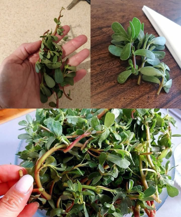 Verdolaga: un tesoro para tu jardín y tu salud 

La verdolaga ha pasado de ser una molestia en el jardín a un superalimento codiciado por chefs y nutricionistas. Sus hojas suculentas, con forma de lágrima, destacan por su sabor ácido a limón con un toque picante y por su impresionante valor nutricional.

綾 Beneficios nutricionales y medicinales

Ácidos grasos omega-3: esenciales para el corazón y el cerebro, especialmente para veganos.

Antioxidantes: glutatión y otros compuestos que protegen las células y retrasan el envejecimiento.

Minerales: calcio, magnesio, potasio, hierro, fósforo, manganeso, cobre, folato y selenio para un bienestar integral.

Vitamina C: refuerza el sistema inmunológico.

Betacaroteno: precursor de vitamina A, combate deficiencias comunes.

Melatonina: regula el sueño de forma natural.

Reducción del colesterol: gracias a la betalaína, protege los vasos sanguíneos y mejora el colesterol LDL.

Triptófano: ayuda a regular el estado de ánimo y combate la depresión.

 Culinaria y versátil
La verdolaga se disfruta fresca, en ensaladas o encurtida. También se puede incorporar en recetas innovadoras como pesto de verdolaga y albahaca:

Ingredientes:

2 tazas de hojas y tallos tiernos de verdolaga

45 g de hojas de albahaca

1 diente de ajo

45 g de almendras tostadas

Jugo de medio limón

50 ml de aceite de oliva

Sal y pimienta al gusto

Preparación:

Mezclar verdolaga, albahaca, ajo, almendras y jugo de limón en procesador.

Pulsar hasta combinar.

Añadir lentamente aceite de oliva hasta emulsionar.

Sazonar al gusto y disfrutar en sándwiches, verduras asadas, carne o pasta.

 Incorpora la verdolaga a tu vida
Desde su poder nutritivo hasta su sabor único, la verdolaga aporta beneficios culinarios y medicinales, convirtiéndola en una adición valiosa para cualquier jardín y dieta saludable.