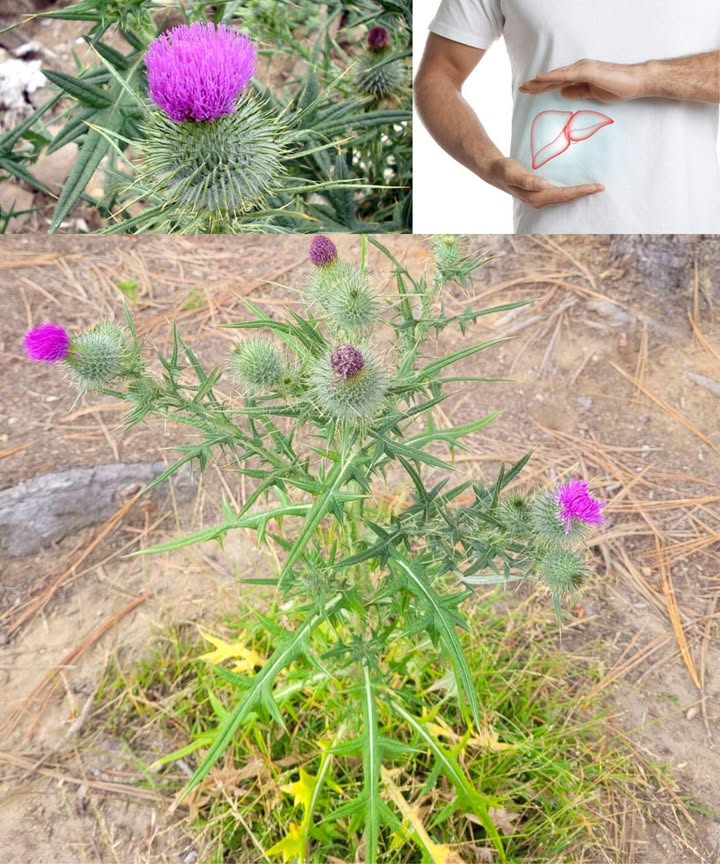 Cardo toro Cirsium vulgare: una planta silvestre con sorprendentes beneficios

El cardo borriquero, áspero y espinoso, esconde un potencial medicinal que va mucho más allá de su apariencia. Sus raíces amargas, sus hojas ricas en compuestos activos y sus flores intensas convierten esta mala hierba en un tesoro natural para la digestión, el hígado, la piel y el sistema inmunitario.

Beneficios destacados del cardo toro

Apoyo digestivo gracias a sus compuestos amargos que activan las enzimas.

Limpieza hepática con infusiones de hojas y tallos.

Alivio antiinflamatorio mediante cataplasmas de hojas machacadas.

Refuerzo inmunitario por su contenido en vitamina C y minerales.

Protección antioxidante diaria en forma de infusiones o tinturas.

Cicatrización más rápida con hojas trituradas aplicadas sobre la piel.

Efecto diurético natural que reduce la retención de líquidos.

Mejor circulación sanguínea con su uso regular como tónico.

Calma de irritaciones cutáneas y mejora del eccema con infusiones frías.

Alivio respiratorio con té tibio para suavizar bronquios y tos.

Formas prácticas de uso en casa
 Té depurativo: 12 cucharaditas de hojas secas por taza, infusionadas durante 1015 minutos. Ideal para digestión y desintoxicación.
 Tintura digestiva: raíces frescas cubiertas con alcohol durante 46 semanas. Se toman 1020 gotas antes de las comidas.
 Cataplasma calmante: hojas frescas trituradas aplicadas sobre zonas doloridas de 30 a 60 minutos.
 Lavado de heridas: infusión fría de hojas para cortes menores o picaduras.

Precauciones necesarias
Las espinas exigen guantes. Puede causar alergias en personas sensibles a la familia Asteraceae. La moderación es esencial, y quienes estén embarazadas, en lactancia o bajo medicación deben consultar a un profesional.

El cardo borriquero es un aliado versátil: infusiones, tinturas o cataplasmas que transforman una planta subestimada en un remedio natural indispensable. Una hierba humilde con un poder sorprendente.