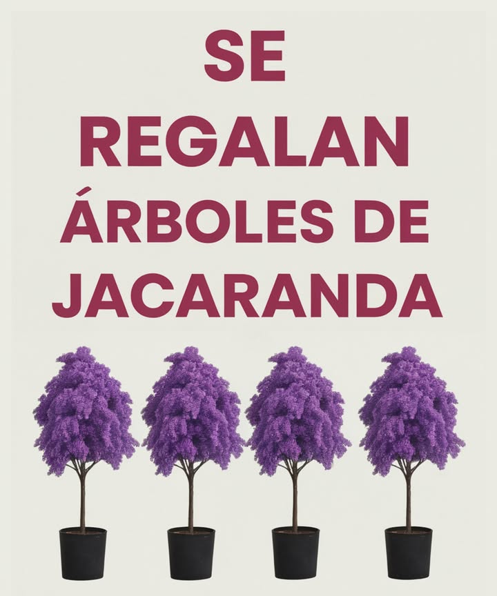 Guía rápida: Árboles perfectos para plantar afuera sin perjudicar la banqueta   

 Magnolia: Árbol de tamaño mediano, crece de manera moderada. Es ideal para proporcionar sombra y embellecer con sus grandes flores blancas.  
 Árbol de la Lluvia: Con una copa amplia, hojas elegantes y flores rosadas o blancas que alegran cualquier espacio.  
 Sicómoro: Un árbol majestuoso con tronco recto y corteza decorativa. Ofrece sombra y presencia sin dañar el pavimento.  
Consejo: Estas especies son seguras para las banquetas, decorativas y perfectas para añadir sombra y frescura a tu hogar.  

#GuíaRápida #ÁrbolesIdeales #NaturalezaEnCasa
