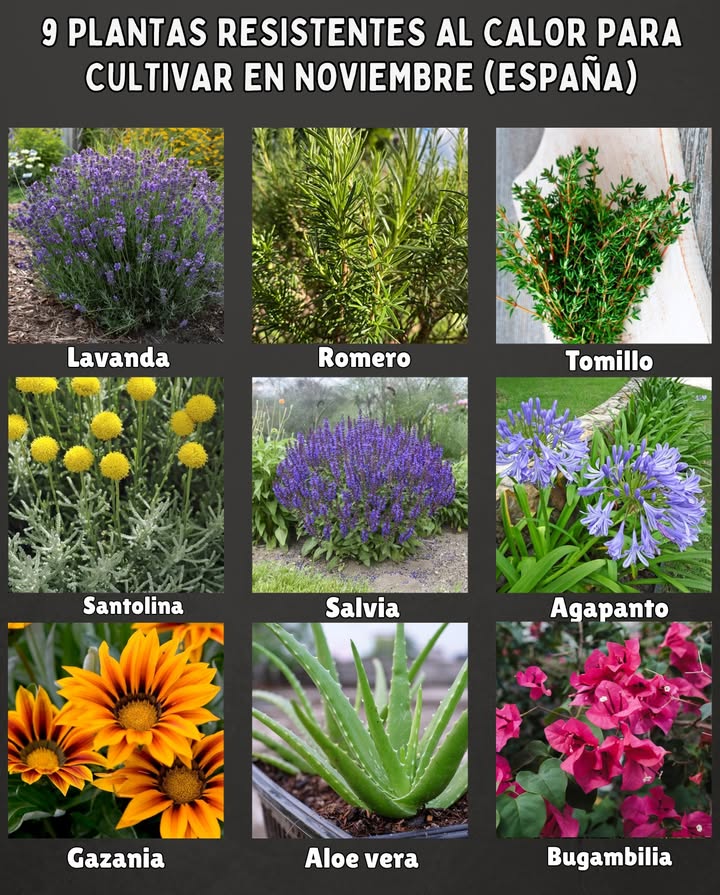 9 Plantas resistentes al calor para cultivar en noviembre España 

 Lavanda  Ama el sol y resiste sequías prolongadas sin perder su aroma.
 Romero  Aromático, fuerte y perfecto para suelos secos y pedregosos.
 Tomillo  Crece incluso en terrenos pobres y requiere poco riego.
 Santolina  Follaje plateado y gran tolerancia al calor y al sol directo.
 Salvia  Florece con abundancia y soporta veranos calurosos sin problema.
 Agapanto  Planta rústica con flores azules que resiste el calor y el viento.
 Gazania  Florece al sol intenso y se adapta a terrenos arenosos.
 Aloe vera  Ideal para climas cálidos y secos; apenas necesita cuidados.
 Bugambilia Bougainvillea  Perfecta para muros y pérgolas soleadas, muy resistente.

 Consejo: Riega de forma profunda pero espaciada, y cubre la base con acolchado para conservar la humedad.