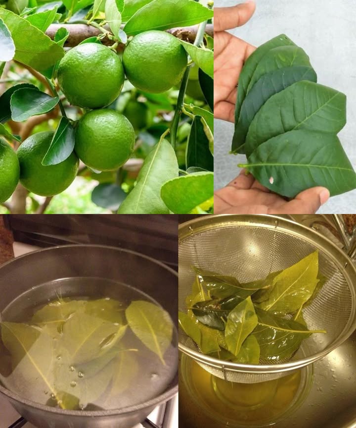 Los increíbles beneficios de las hojas de limón: el héroe anónimo de la naturaleza

Las hojas de limón, fragantes y repletas de compuestos activos, son un tesoro natural con poderosos beneficios para la salud. Desde infusiones relajantes hasta usos cosméticos o culinarios, estas hojas aportan bienestar y frescura a la vida diaria.

 Formas prácticas de uso
 Té de hojas de limón: hierve hojas frescas o secas 10 min y cuela. Alivia digestión, estrés y congestión.
 Aplicación tópica: hojas trituradas sobre picaduras o heridas calman y desinfectan.
 Baño aromático: hojas en el agua del baño liberan aceites que relajan cuerpo y mente.
 Inhalación de vapor: alivia congestión nasal y molestias respiratorias.
 Aceite herbal: macera hojas en aceite de oliva o coco para masajes o cuidado capilar.
 Ambientador natural: hierve hojas con menta o lavanda; deja un aroma fresco y cítrico.
 Uso culinario: envuelve carnes o pescados para darles aroma y sabor cítrico.
 Compresas herbales: hojas calientes envueltas en paño alivian tensión muscular.
 Enjuague bucal: agua hervida con hojas enfría, cuela y limpia naturalmente la boca.

 15 beneficios para la salud

Favorece la salud bucal y combate bacterias.

Estimula el crecimiento del cabello y fortalece las raíces.

Mejora la claridad mental y el ánimo.

Reduce la fiebre y ayuda a equilibrar la temperatura corporal.

Desintoxica el hígado y limpia el organismo.

Alivia problemas respiratorios como tos o asma.

Combate bacterias y hongos, reforzando la defensa natural.

Cuida el corazón, mejora la circulación y reduce el colesterol.

Regula el azúcar en sangre, útil para prediabetes o diabetes leve.

Embellece la piel, combate acné e irritaciones.

Refuerza el sistema inmunitario con su vitamina C natural.

Disminuye el estrés y la ansiedad, favoreciendo el sueño.

Apoya la digestión, aliviando hinchazón y gases.

Aporta antioxidantes que ralentizan el envejecimiento celular.

Reduce la inflamación, aliviando dolores articulares o musculares.

 Consejo natural:
Consumir con moderación y consultar con un profesional antes de su uso medicinal.

 Resumen:
Un remedio ancestral que combina propiedades curativas, aroma refrescante y usos versátiles. Las hojas de limón son un auténtico aliado natural para la salud, la belleza y el bienestar diario.