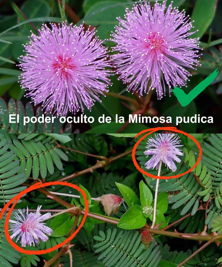 El poder oculto de la Mimosa pudica 
30 beneficios y usos caseros

La Mimosa pudica, conocida como no me toques, es una planta tropical fascinante. Más allá de su movimiento al tacto, guarda un arsenal de propiedades medicinales que la convierten en un remedio natural completo.

 30 beneficios de la Mimosa pudica
 Favorece la digestión y elimina parásitos intestinales
 Desintoxica el organismo de forma natural
 Potente acción antimicrobiana contra bacterias y virus
 Cicatrizante para heridas leves y cortes pequeños
 Antiinflamatoria contra dolor e hinchazón
 Tratamiento natural para eccema, acné e irritaciones cutáneas
 Fortalece el cabello y combate la caspa
 Alivia dolores musculares y articulares
 Induce y mejora la calidad del sueño
 Calma hemorroides en aplicación tópica
 Refuerza el sistema inmunológico con antioxidantes
 Ayuda a equilibrar el azúcar en sangre
 Reduce cólicos menstruales
 Mejora la higiene y salud bucal
 Favorece la función respiratoria en tos y asma
 Detiene diarrea con decocciones de raíz
 Alivio natural para artritis
 Estimula y protege el hígado
 Reduce el estrés y relaja el sistema nervioso
 Previene úlceras gástricas
 Alivia infecciones urinarias
 Favorece fertilidad y salud reproductiva
 Elimina parásitos con sus semillas
 Combate el envejecimiento prematuro
 Detiene pequeños sangrados
 Estimula metabolismo y ayuda al control de peso
 Protege el corazón frente al estrés oxidativo
 Tradicionalmente usada como antídoto en mordeduras de serpiente
 Mejora memoria, concentración y atención
 Disminuye síntomas alérgicos por su efecto antihistamínico

 Usos caseros
 Té digestivo y relajante: hervir 1 cdta. de hojas secas en una taza de agua, 5-7 min.
 Pasta curativa: machacar hojas frescas y aplicar en heridas, picaduras o granos.
 Semillas antiparasitarias: tomar 1 cdta. de semillas molidas con agua en ayunas.
 Enjuague capilar: hervir hojas, dejar enfriar y usar como último enjuague revitalizante.

 Una planta discreta y poderosa, capaz de aportar equilibrio y salud de manera natural.

 Siempre con moderación y bajo orientación profesional si estás embarazada, en lactancia o tienes condiciones médicas.
