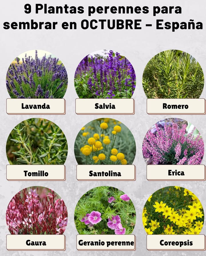 9 Plantas perennes para sembrar en OCTUBRE  España 

 Lavanda  Aromática, rústica y resistente a la sequía.
 Salvia  Atrae abejas y mariposas, ideal para jardines mediterráneos.
 Romero  Perennifolio, útil en cocina y fácil de mantener.
 Tomillo  Cobertura baja, soporta suelos pobres y secos.
 Santolina  Compacta, de follaje gris y flores amarillas en verano.
 Erica Brezo  Perfecta para suelos ácidos, florece en otoño e invierno.
 Gaura  Larga floración, ligera y decorativa.
 Geranio perenne  No confundir con el de temporada, muy florífero.
 Coreopsis  Floraciones duraderas que alegran el jardín.

 Octubre es el momento perfecto para establecer estas plantas que enraízan bien antes del invierno y regalan color y vida durante años.