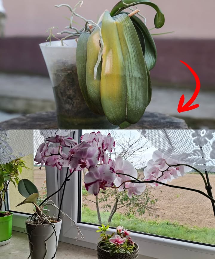 Orquídea podrida vuelve a la vida con agua de ajo

La mayoría de las orquídeas mueren por exceso de riego, raíces asfixiadas o sustratos mal aireados. Pero incluso una planta con raíces blandas, hojas amarillas y tallo oscuro puede revivir con el método correcto.

 Síntomas de pudrición:
 Raíces blandas, marrones o negras que se deshacen al tocarlas.
 Hojas amarillas en la base y flácidas.
 Cuello oscuro y con mal olor.
 Moho visible y crecimiento detenido.

龍 Agua mágica de ajo para rescatarla:

Saca la orquídea de la maceta.

Elimina raíces y hojas podridas, dejando solo tejido sano.

Enjuaga con agua limpia.

Prepara la solución: 3 dientes de ajo sin pelar  1 litro de agua  deja reposar 24 h.

Cuela, sumerge la base de la orquídea 20 min y seca bien.

Trasplanta a una maceta limpia con sustrato aireado corteza, musgo.

Deja una semana sin regar en lugar fresco y sombreado.

 Reactivación:
Después de 7 días, añade un poco de musgo húmedo, riega suavemente y colócala a 2025 C con luz indirecta.
Cubre con una campana de botella perforada para mantener humedad.

 En 2 semanas, los nuevos brotes comienzan a aparecer.

 Consejo extra:
El agua de ajo también desinfecta el sustrato y actúa como antifúngico natural. Úsala con moderación para evitar quemaduras en las raíces.

 Resultado: una orquídea regenerada, sana y lista para florecer otra vez.