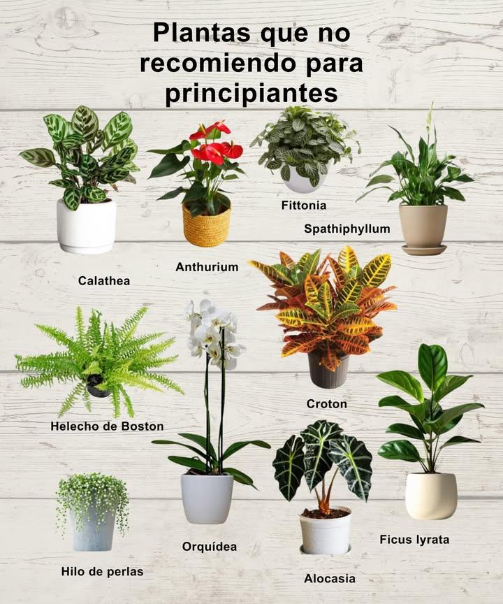 Plantas que no recomiendo para principiantes

 Calathea  muy exigente con humedad y riego
 Anthurium  sensible a cambios de luz y temperatura
 Fittonia  se marchita rápido si falta agua
 Spathiphyllum  requiere humedad constante
 Helecho de Boston  demanda riego y pulverización frecuente
 Orquídea  cuidados específicos y riego preciso
 Croton  necesita mucha luz y ambiente estable
 Ficus lyrata  propenso a estrés por riego y traslados
 Hilo de perlas  fácil de pudrirse con exceso de agua
 Alocasia  muy sensible al frío y al riego irregular