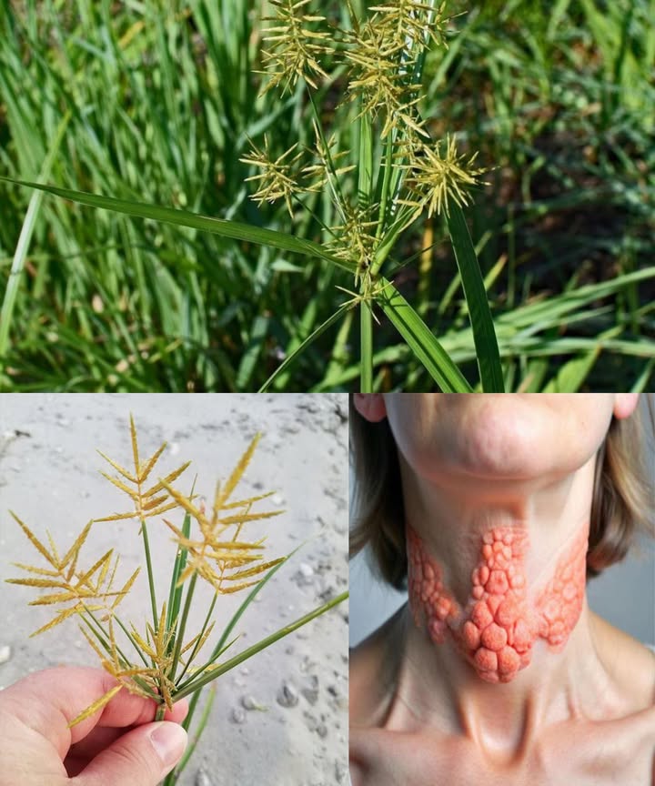 Juncia amarilla Cyperus esculentus: beneficios y usos explicados para principiantes.
Conocida como chufa, almendra de tierra o castaña de Indias, esta planta resistente crece desde pequeños tubérculos dulces y nutritivos. Para algunos es maleza; para otros, alimento, medicina tradicional y fuente de aceite. Un tubérculo pequeño con un potencial enorme.

xs2
De simple hierba molesta a recurso valioso: la juncia amarilla cambia de categoría cuando se conocen sus propiedades.

Perfil nutricional de las chufas.
Grasas saludables similares al aceite de oliva.
Fibra que favorece la digestión.
Proteína vegetal apta para dietas veganas.
Vitaminas E y C.
Minerales como magnesio, fósforo, potasio e hierro.
Azúcares naturales para energía rápida.
Almidón resistente que ayuda a regular el azúcar.

Beneficios para la salud.
Digestión equilibrada gracias a su fibra.
Corazón protegido por sus grasas monoinsaturadas.
Energía constante sin cafeína.
Mejor control del azúcar en sangre.
Saciedad prolongada para apoyar el control del peso.
Antioxidantes que protegen del estrés oxidativo.
Función ósea y muscular reforzada.
Tradicionalmente relacionada con la salud reproductiva.
Alternativa vegetal sin lactosa en forma de horchata.
Cuidado de la piel con vitamina E.

Usos tradicionales y medicinales.
Alivio de diarrea y molestias digestivas.
Reducción de hinchazón y gases.
Diurético suave para apoyar los riñones.
Calmante de tos mezclada con miel.
Usos de tradición popular, aún en investigación.

Usos culinarios.
Tubérculos frescos, secos, crudos, tostados o remojados.
Horchata de chufa: bebida dulce, cremosa y muy popular.
Harina de chufa para hornear sin gluten.
Aceite de chufa con sabor suave y uso culinario o cosmético.

Usos agrícolas y de jardinería.
Cultivo alimentario en África, España y Oriente Medio.
Planta resistente para estabilizar suelos.
Atractiva para polinizadores en floración.

Otros usos prácticos.
Ingrediente para cosmética hidratante.
Alimento complementario para animales.
Recurso nutritivo en situaciones de supervivencia.

Cómo recolectarla y usarla.
Identificación: hojas tipo césped, tallo triangular y cabezas amarillas.
Recolección: arrancar la planta y desenterrar tubérculos del tamaño de una canica.
Limpieza: lavar muy bien para quitar arena.
Consumo: crudas, tostadas, remojadas, molidas o mezcladas con leche.
Almacenamiento: frescas en refrigeración o secas para largo plazo.

Precauciones.
Posibles alergias en personas sensibles.
Evitar zonas tratadas con pesticidas.
Controlar su cultivo para que no invada el jardín.

La juncia amarilla es mucho más que una maleza.
Tubérculos dulces, aceite nutritivo, usos medicinales y valor culinario.
Un recurso antiguo que sigue siendo un tesoro moderno cuando se identifica, se cosecha bien y se aprovecha con conocimiento.
