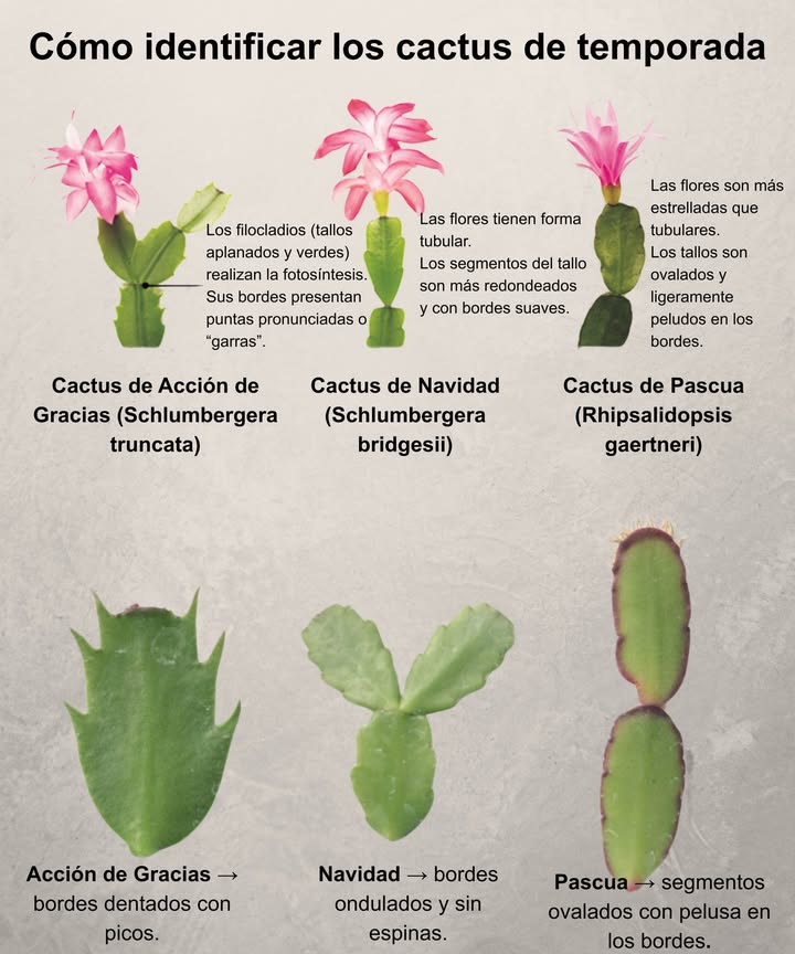 No estás seguro de qué cactus festivo estás cuidando!  Aquí te explico cómo identificar el cactus de Acción de Gracias, el cactus de Navidad y el cactus de Pascua:

1 Cactus de Navidad:
 Forma de las hojas: Bordes redondeados con un ligero festoneado.
 Época de floración: De mediados a finales de diciembre, justo para las fiestas.
 Colores: Rojo, rosa, melocotón o blanco.

2 Cactus de Acción de Gracias:
 Forma de las hojas: Bordes puntiagudos que recuerdan a pinzas de cangrejo.
 Época de floración: Finales de otoño, alrededor de noviembre.
 Colores: Flores rosas, rojas, naranjas o blancas.

3 Cactus de Pascua:
 Forma de las hojas: Segmentos lisos y redondeados con pequeñas cerdas en los bordes.
 Época de floración: Principios de primavera, normalmente en marzo o abril.
 Colores: Flores de tonos fucsia, púrpura o rojo brillante.

 Dato curioso: Los cactus de Acción de Gracias y de Navidad ya están disponibles en nuestro invernadero para llenar tu temporada festiva de color y alegría!