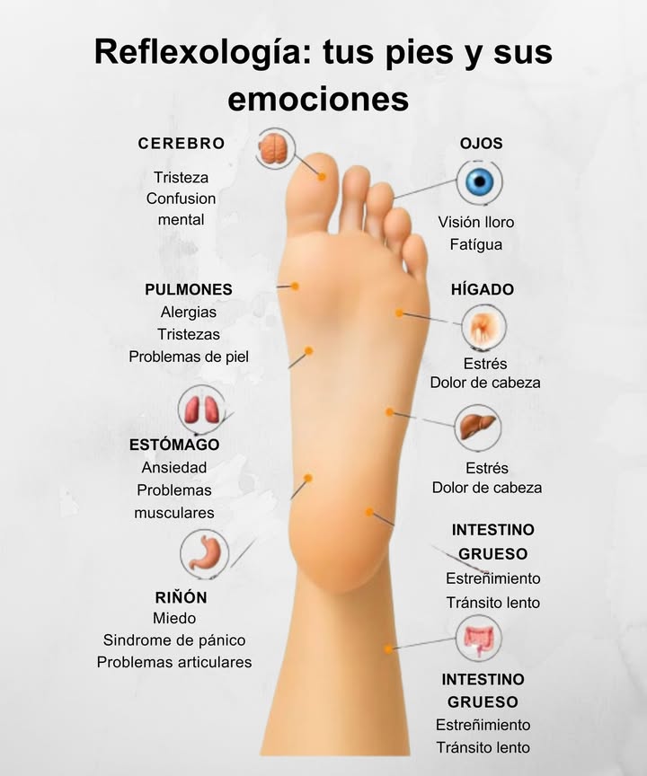 禮 Reflexología: tus pies y sus emociones 禮  

Sabías que cada área de tu pie está relacionada con órganos y emociones en tu cuerpo? La reflexología puede ayudarte a identificar desequilibrios y fomentar tu bienestar tanto físico como mental.  

 Cerebro  Tristeza, confusión mental  
 Ojos  Visión borrosa, fatiga  
 Pulmones  Alergias, problemas de piel, tristeza  
 Estómago  Ansiedad, problemas musculares  
 Hígado  Estrés, dolor de cabeza  
 Riñón  Miedo, pánico, problemas articulares  
 Intestino grueso  Estreñimiento, tránsito lento  

 Un masaje en estos puntos puede liberar tensión y mejorar tu salud de manera natural.  

#Reflexología #Emociones #SaludYBienestar