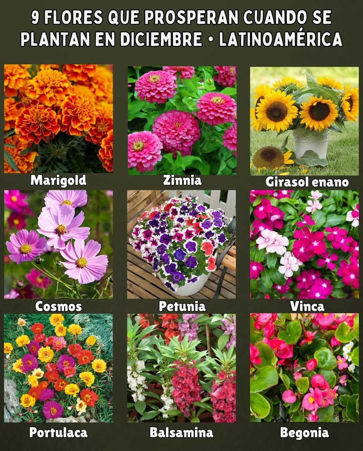 9 Flores que prosperan cuando se plantan en DICIEMBRE  Latinoamérica 

 Marigold caléndula  florece rápido y resiste calor y humedad.
 Zinnia  colores intensos y gran tolerancia al sol fuerte.
 Girasol enano  ideal para macetas y climas cálidos.
 Cosmos  crecimiento veloz y floración abundante en verano.
 Petunia  perfecta para zonas templadas y cálidas con buen sol.
 Vinca hierba doncella  resistente al calor extremo y sequía ligera.
 Portulaca  suculenta florífera que ama el sol intenso.
 Balsamina  prospera en climas húmedos y tropicales.
 Begonia  excelente para semisombra en regiones cálidas.