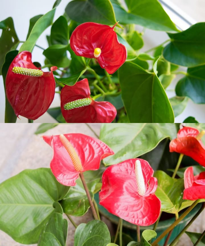 Tu anturio crecerá y florecerá como un loco

El anturio necesita condiciones tropicales: mucha luz difusa, humedad ambiental, sustrato ligero con perlita y riego solo cuando la capa superior del suelo esté seca. Si el aire es demasiado seco o la planta recibe sol directo, dejará de florecer.

 Cuidados esenciales del anturio

Colócalo en un lugar luminoso, sin sol directo.

Mantén la humedad ambiental rociando o usando humidificador.

Usa sustrato aireado y ligeramente ácido.

Riégalo con moderación, nunca con agua fría del grifo.

 Acondicionador casero de 2 ingredientes

1 litro de agua filtrada o reposada.

1 cucharada de levadura de cerveza en polvo o tabletas trituradas.

Disolver bien y aplicar como riego cada 2 semanas.

 Este tónico natural aporta potasio, fósforo, zinc, magnesio y hierro, fortaleciendo la planta y estimulando una floración prolongada con espatas intensas y brillantes.