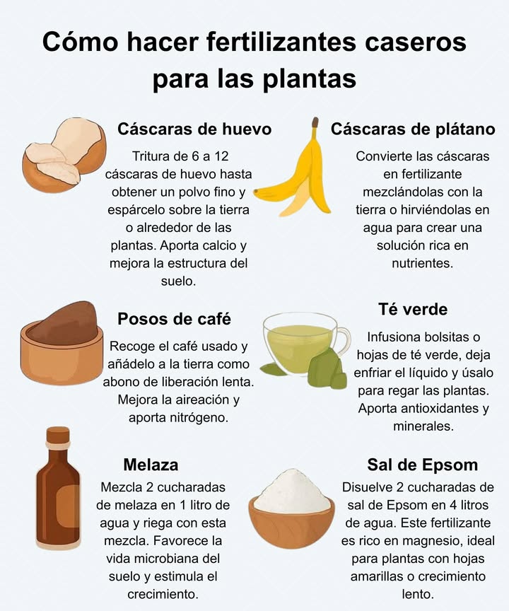 Fertilizantes caseros para tus plantas 

讀 Cáscaras de huevo: tritura 6 a 12 cáscaras hasta obtener polvo fino y espárcelo sobre la tierra. Aporta calcio y mejora la estructura del suelo.

 Cáscaras de plátano: mezcla con tierra o hierve en agua para crear una solución rica en potasio y nutrientes.

 Posos de café: añade el café usado al sustrato. Mejora la aireación, aporta nitrógeno y actúa como abono de liberación lenta.

 Té verde: usa infusiones enfriadas para regar las plantas. Aporta antioxidantes y minerales beneficiosos.

 Melaza: mezcla 2 cucharadas en 1 L de agua y riega con esta solución. Favorece la vida microbiana del suelo y estimula el crecimiento.

蓼 Sal de Epsom: disuelve 2 cucharadas en 4 L de agua. Aporta magnesio, ideal para plantas con hojas amarillas o crecimiento lento.

 Nutrición natural y sostenible para un jardín más fuerte y saludable.