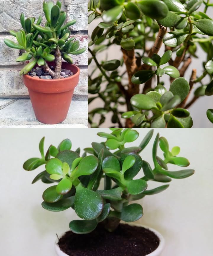 Toma unas ramitas, entiérralas bien en un sustrato ligero con perlita y deja que este mineral haga su magia. Tendrás un árbol feliz en cada habitación.
Crassula ovata, el árbol de la felicidad
Originaria de Sudáfrica, esta suculenta se ha convertido en una de las plantas más queridas del mundo gracias a su resistencia, su longevidad y su crecimiento lento pero firme. En interiores alcanza 5060 cm, aunque los ejemplares cuidados durante décadas pueden superar con facilidad esta altura.

Conocida como árbol de la suerte, árbol del dinero, crassula plateada o crassula ovalada, siempre se trata de la misma planta: un pequeño árbol de hojas carnosas, brillantes y verde oscuro, capaces de almacenar agua y sobrevivir a largos periodos sin riego. Sus variedades suelen tener hojas redondeadas, aunque existen formas tubulares igualmente decorativas.

En plantas maduras, las flores blancas aparecen en otoño o invierno, discretas y estrelladas. Aunque no son espectaculares, aportan un encanto especial al conjunto. Con sus ramas gruesas y tronco leñoso, esta planta recuerda a un bonsái natural.

Cuidados esenciales del árbol de la suerte
 Requiere muy poca agua; riego escaso y espaciado.
 Tolera bien los descuidos, siempre que no sean excesivos.
 Prefiere luz abundante, pero sin sol directo del mediodía.
 Evitar ventanas orientadas al sur para no quemar hojas.
 Temperatura ideal: cálido constante por encima de 20 C, con frescor nocturno para crecer mejor.
 En verano, un balcón o alféizar bien iluminado le sienta de maravilla.

Poda y forma
La crassula responde bien a la poda ligera, útil para darle forma o para obtener hojas para multiplicarla. No podar en exceso: su crecimiento es lento y tardará en recuperarse. Con los años, sus ramas se vuelven leñosas, formando un auténtico árbol en miniatura.

Cómo multiplicarla de forma fácil
Corta algunas hojas sanas, colócalas sobre sustrato húmedo con perlita y cúbrelas ligeramente. En pocas semanas brotarán raíces y se convertirán en pequeñas plántulas. Mantén la humedad moderada y tendrás nuevas crassulas sin esfuerzo.

Crece solo unos centímetros al año, así que su tamaño reducido no debe preocuparte. Tras dos décadas, puede transformarse en un árbol robusto de hasta un metro, con un tronco grueso y una copa amplia y equilibrada.