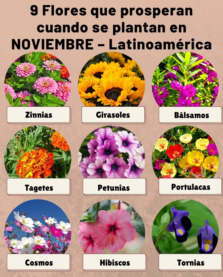 9 Flores que prosperan cuando se plantan en NOVIEMBRE  Latinoamérica 

 Zinnias Zinnia elegans  Crecen rápido con sol directo; ideales para zonas cálidas y secas.
 Girasoles Helianthus annuus  Fáciles de sembrar y resistentes, aportan color y atraen polinizadores.
 Bálsamos Impatiens balsamina  Prefieren sombra parcial y riego constante en climas templados.
 Tagetes o cempasúchil Tagetes erecta  Alegres, resistentes y excelentes para controlar plagas.
 Petunias Petunia hybrida  Florecen casi todo el año en zonas templadas con buena luz.
 Portulacas Portulaca grandiflora  Perfectas para lugares soleados y suelos ligeros.
 Cosmos Cosmos bipinnatus  Adaptables, de floración abundante y gran atractivo para abejas.
 Hibiscos Hibiscus rosa-sinensis  Ideales para climas tropicales; florecen intensamente con calor.
 Tornias Torenia fournieri  Excelentes para semisombra y humedad constante.

 Consejo: riega temprano en la mañana y usa compost o mantillo natural para conservar la humedad y prolongar la floración.