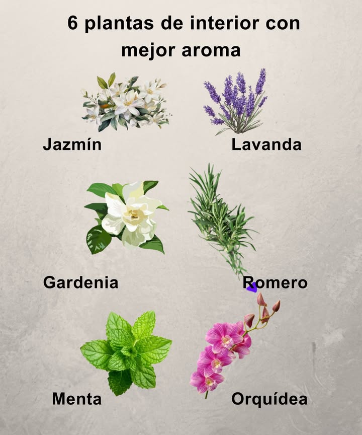 6 plantas de interior con mejor aroma
Aromas naturales que llenan la casa de frescura y bienestar. Cada una aporta un toque único y delicado al ambiente.

 Jazmín
Fragancia dulce e intensa que transforma cualquier rincón.

 Lavanda
Aroma relajante que aporta calma y serenidad.

懶 Gardenia
Perfume floral elegante y profundo.

 Romero
Toque herbal fresco que purifica el aire.

 Menta
Olor limpio, refrescante y revitalizante.

 Orquídea
Aroma suave y sofisticado que decora y perfuma.

 Naturaleza aromática que convierte el interior del hogar en un espacio más acogedor.