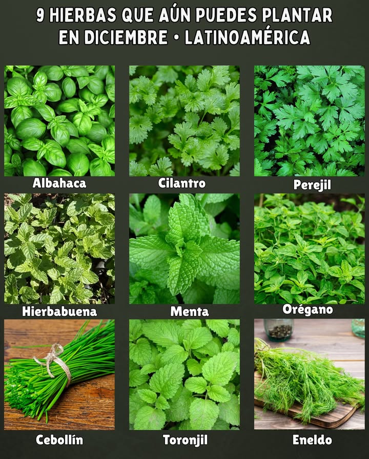 9 Hierbas que aún puedes plantar en DICIEMBRE  Latinoamérica 

Albahaca
Ama el calor y crece rápido en verano.

Cilantro
Ideal para zonas templadas o con noches frescas.

Perejil
Se adapta bien a casi cualquier clima.

Hierbabuena
Vigorosa y perfecta para lugares húmedos o sombreados.

Menta
Crecimiento continuo en climas tropicales.

Orégano
Rústico y resistente al calor moderado.

Cebollín / Ciboulette
Ideal para macetas o pequeñas áreas del huerto.

Toronjil / Melisa
Crece muy bien en zonas templadas con sombra parcial.

Eneldo
Excelente para climas templados y suelos ligeros.