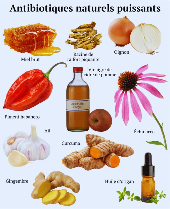 Antibiotiques naturels puissants